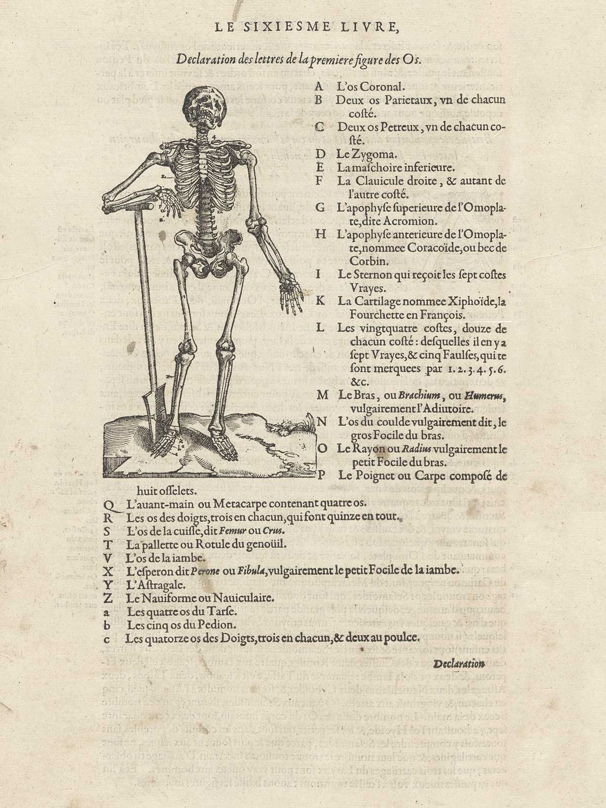 Woodcut of facing standing skeleton with a staff in his right hand, with typeset text in French to the right and below the figure, from Ambroise Paré’s Oeuvres, NLM Call no.: WZ 240 P227 1585.