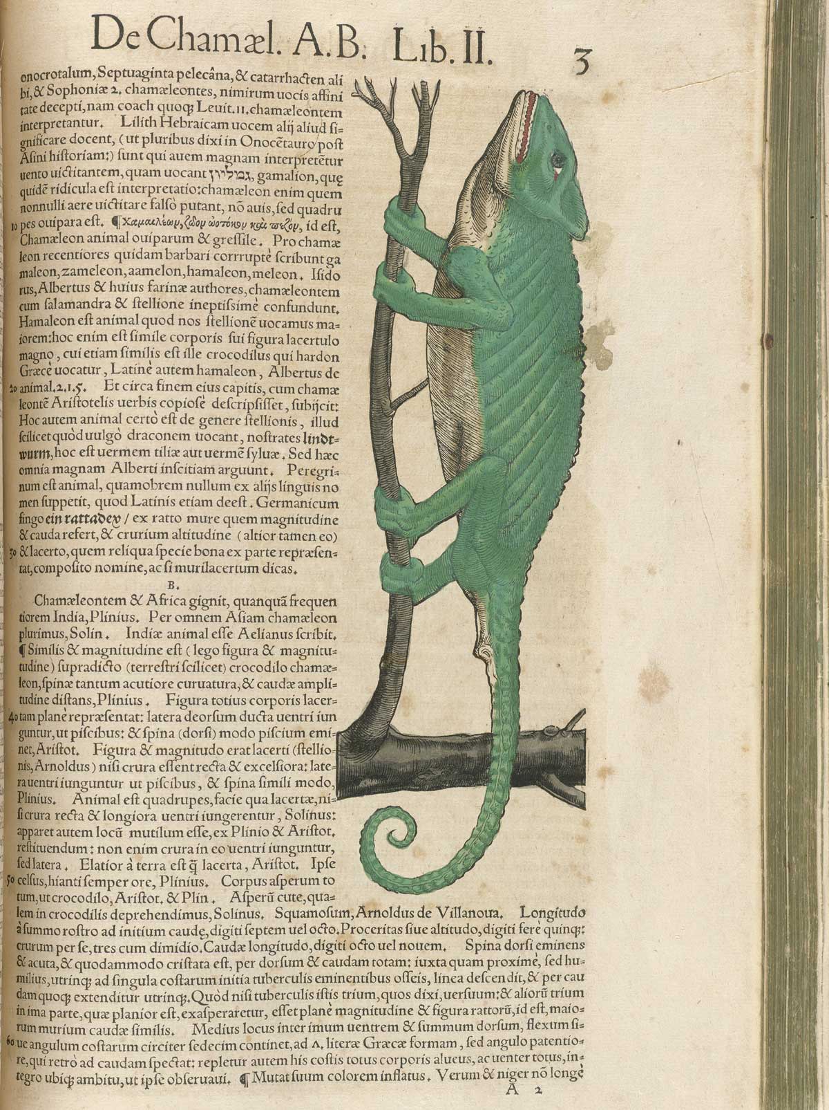Page 3 from volume 2 of Conrad Gessner's Conradi Gesneri medici Tigurini Historiae animalium, featuring the colored woodcut of de chamaeleontes or chamelon.