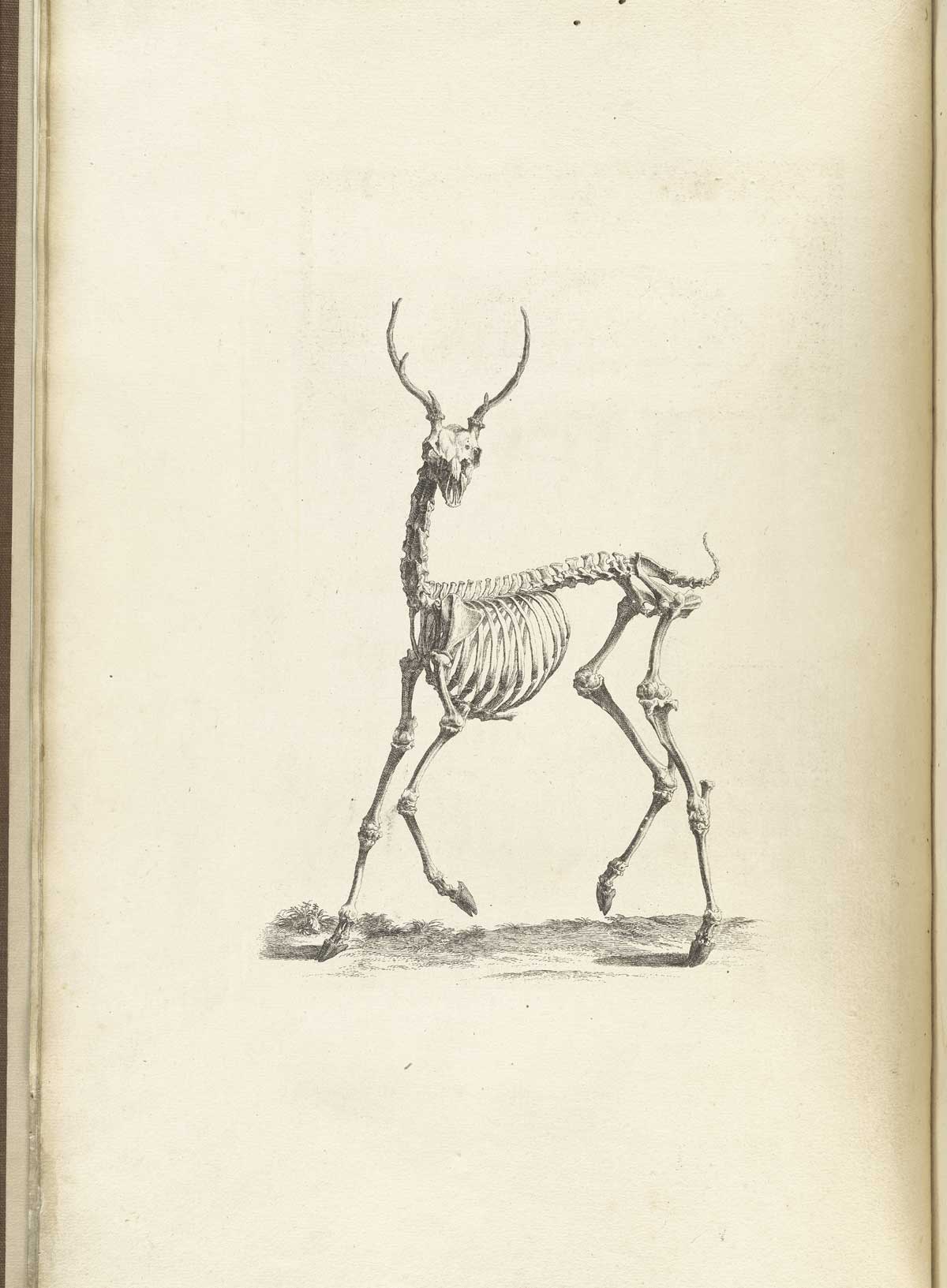 Engraving of the skeleton of a deer with small antlers as if running to the left hand side of the page; from William Cheselden’s Osteographia, NLM Call no.: WZ 260 C499o 1733.