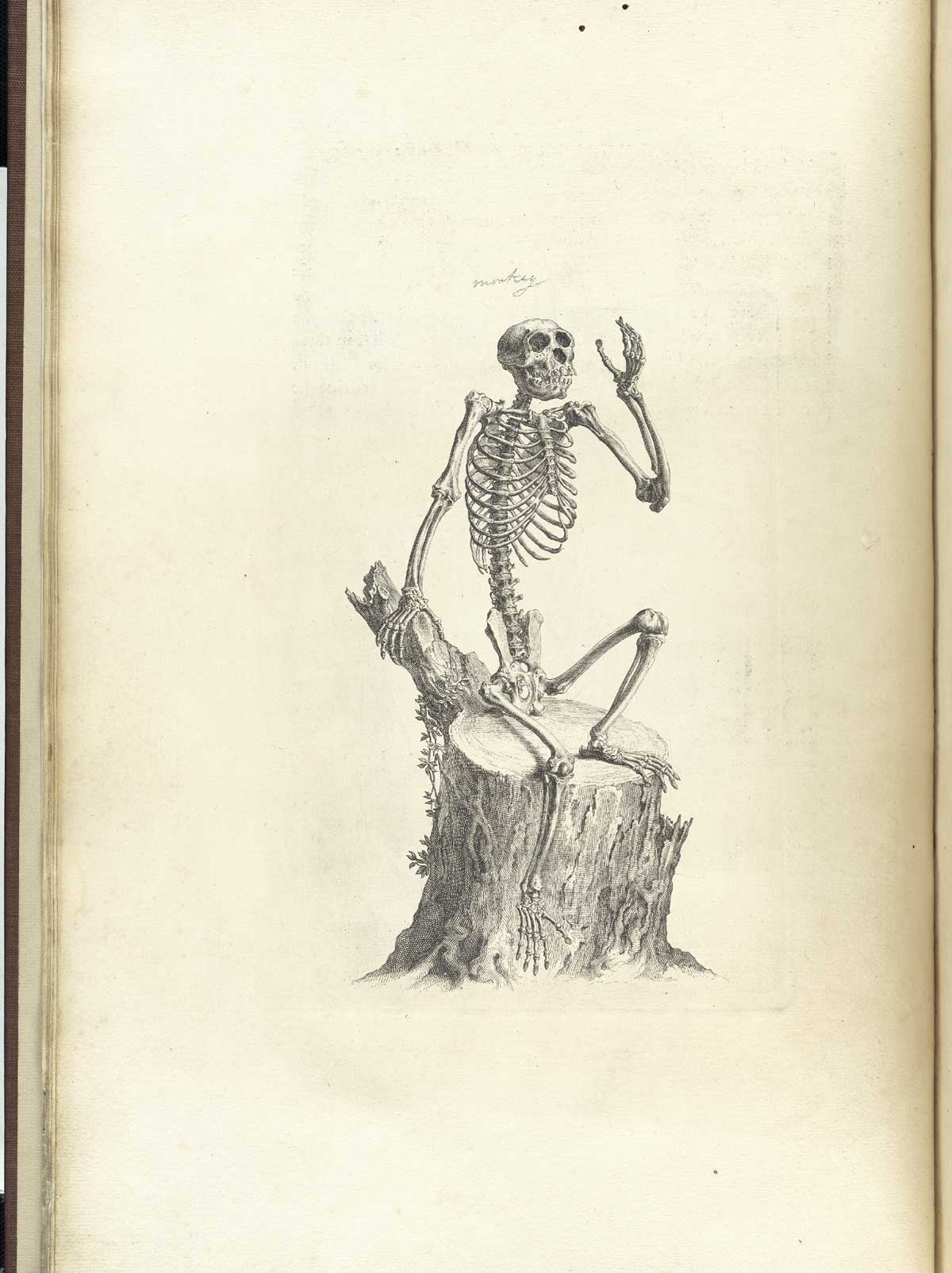 Engraving of a monkey skeleton facing forward recumbent upon a tree stump with right hand propping up the body on a tree branch and left hand raised to the sky as if in thought, from William Cheselden’s Osteographia, NLM Call no.: WZ 260 C499o 1733.