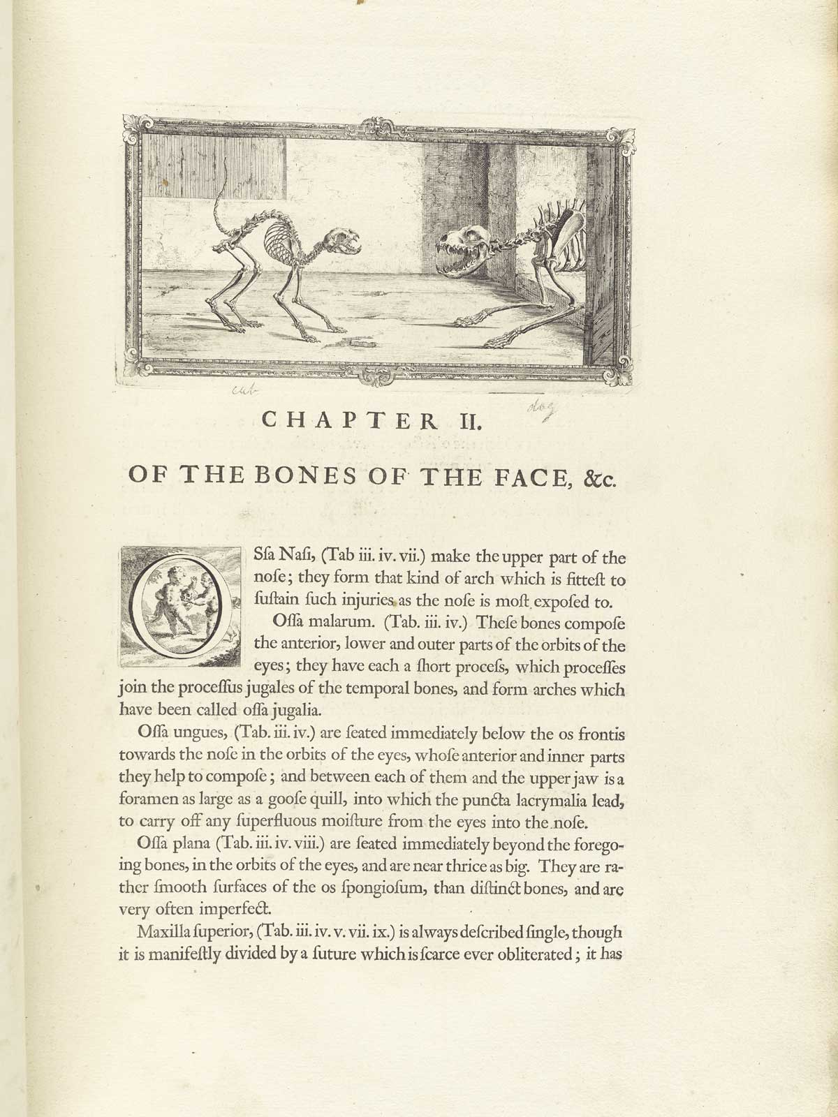 Typeset page of text with large engraved vignette at the top of the page showing the skeletons of a cat and dog hissing at each other, with the cat on the left and the dog on the right and mostly cut off the edge; from William Cheselden’s Osteographia, NLM Call no.: WZ 260 C499o 1733.