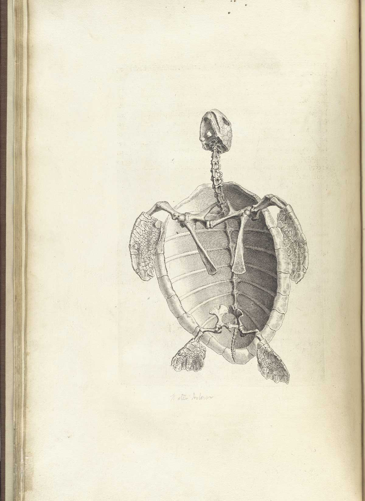Engraving of the skeleton of a 'water tortoise' appearing to swim upward to the top of the page, with front and back flippers and shell, from William Cheselden’s Osteographia, NLM Call no.: WZ 260 C499o 1733.