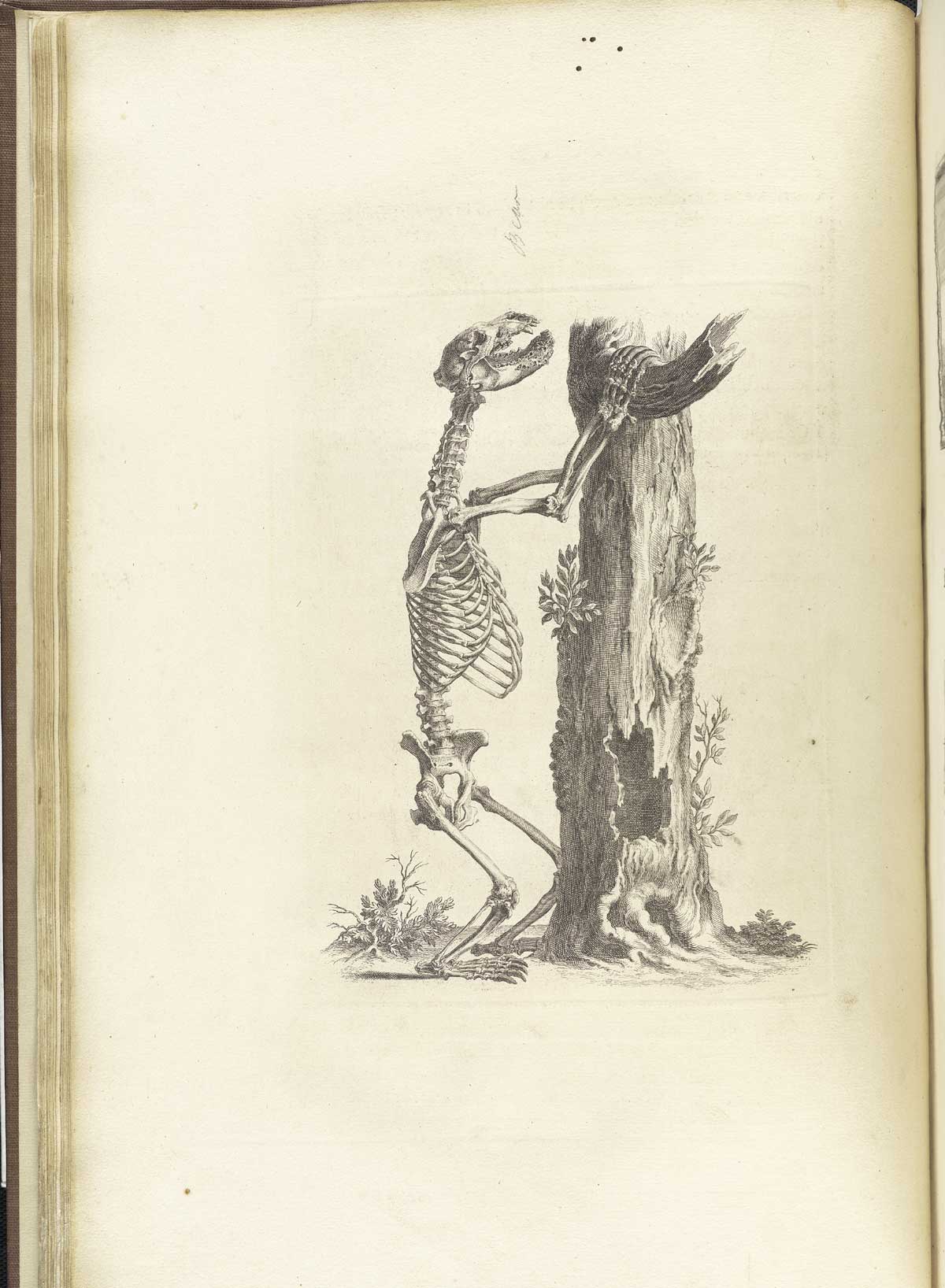 Engraving of a bear skeleton which appears to be attempting to climb a hollow tree, from William Cheselden’s Osteographia, NLM Call no.: WZ 260 C499o 1733.