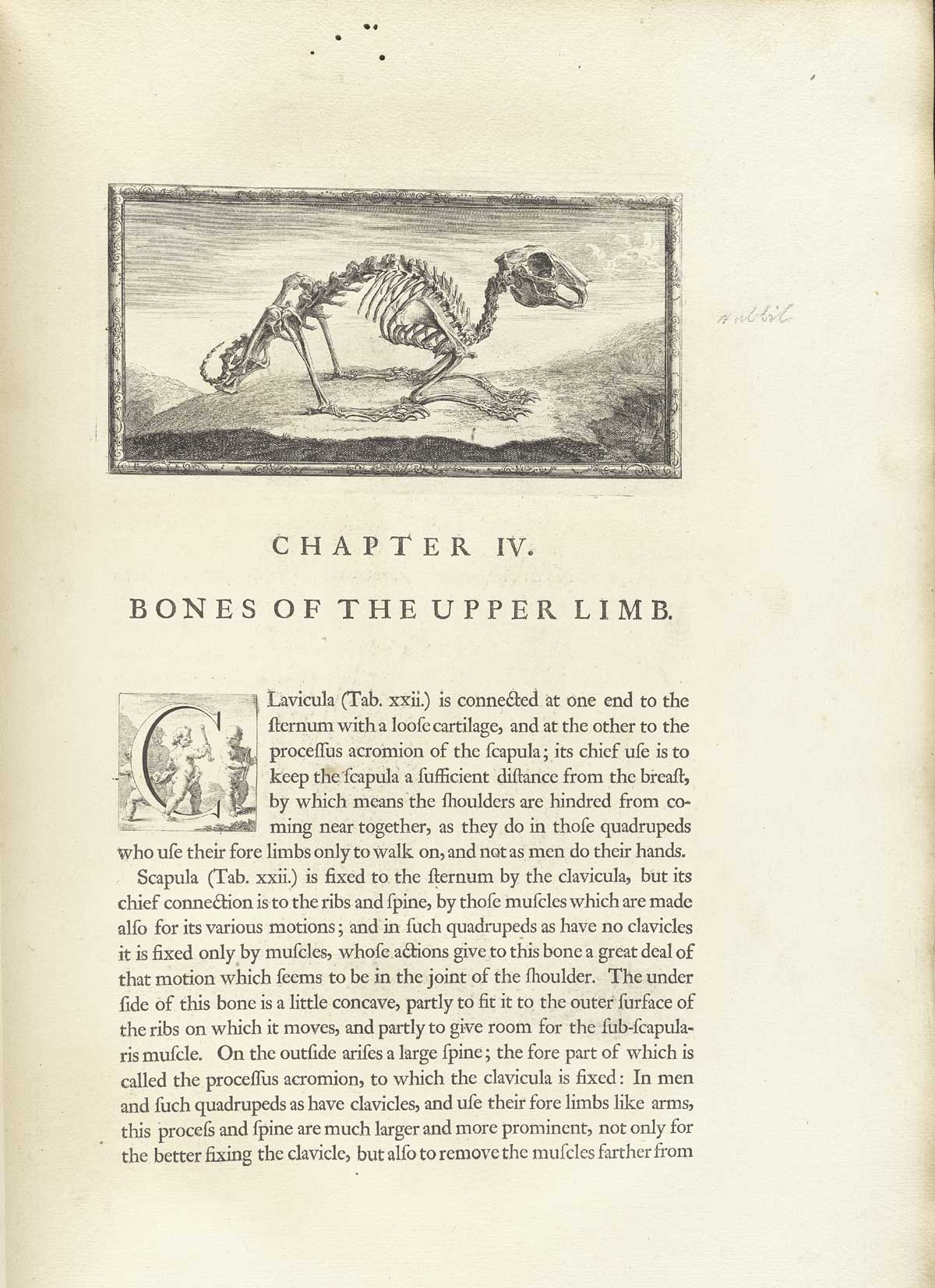 Typeset page of text with large engraved vignette at the top of the page showing the skeleton of a rabbit outdoors facing to the right seeming about to leap out of the frame, from William Cheselden’s Osteographia, NLM Call no.: WZ 260 C499o 1733.