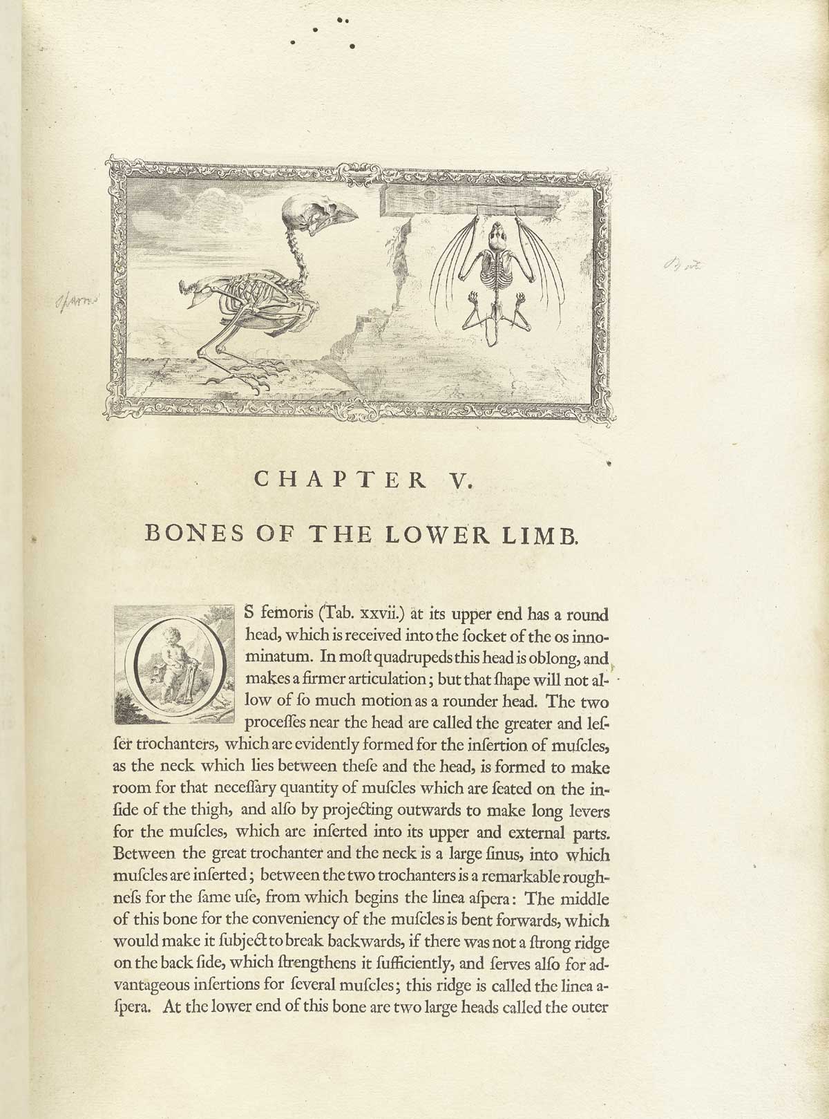Typeset page of text with large engraved vignette at the top of the page showing the skeletons of a sparrow and a bat, with the sparrow on the left looking at the bat on the right; the bat is hanging down from a wooden beam with his “fingers”, from William Cheselden’s Osteographia, NLM Call no.: WZ 260 C499o 1733.