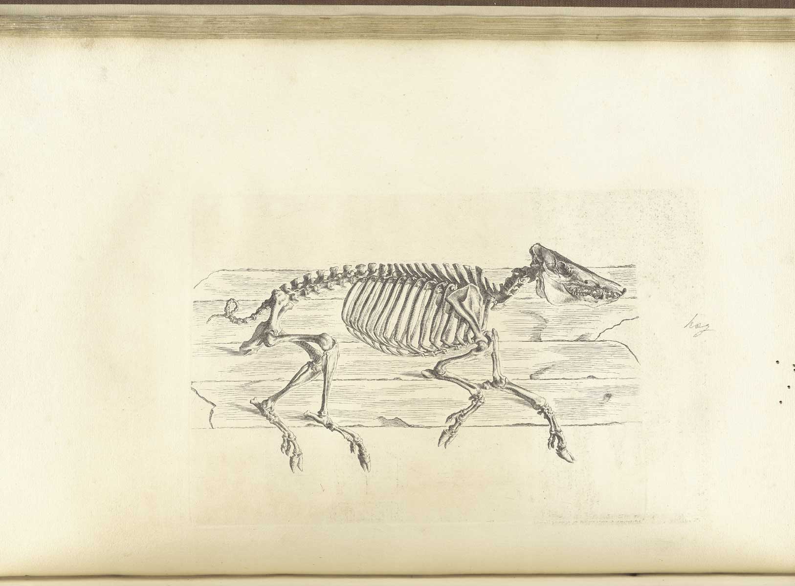 Engraving of the skeleton of a hog seemingly lying down on wooden planks facing the right with a curly tail, from William Cheselden’s Osteographia, NLM Call no.: WZ 260 C499o 1733.