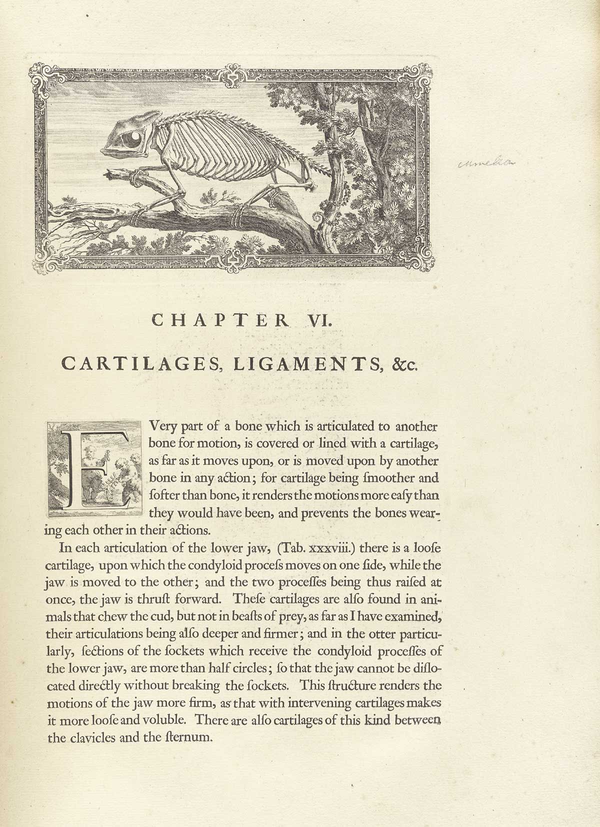 Typeset page of text with large engraved vignette at the top of the page showing the skeleton of a chameleon climbing on a tree branch facing to the left with its tail wrapped around a branch, from William Cheselden’s Osteographia, NLM Call no.: WZ 260 C499o 1733.