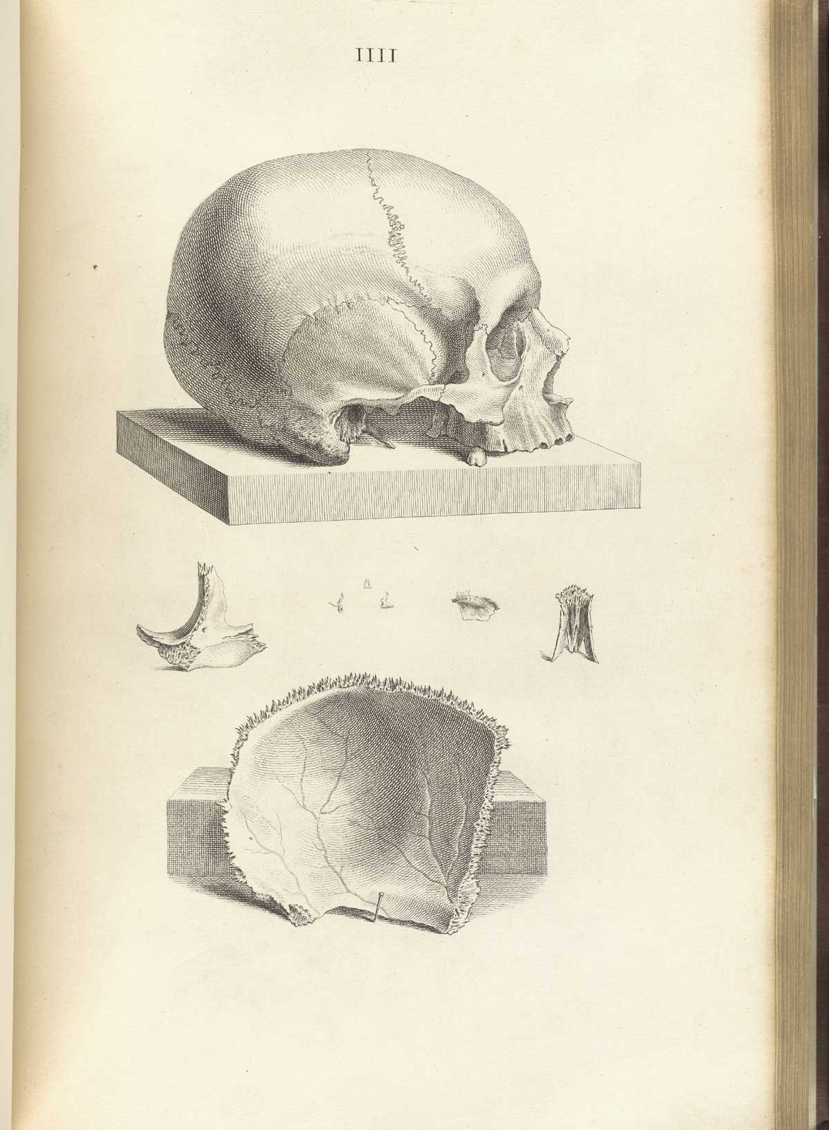 Engraving of a human skull without mandible on a wooden plank at top of the image with a parietal bone below exposed to view the interior, from William Cheselden’s Osteographia, NLM Call no.: WZ 260 C499o 1733.