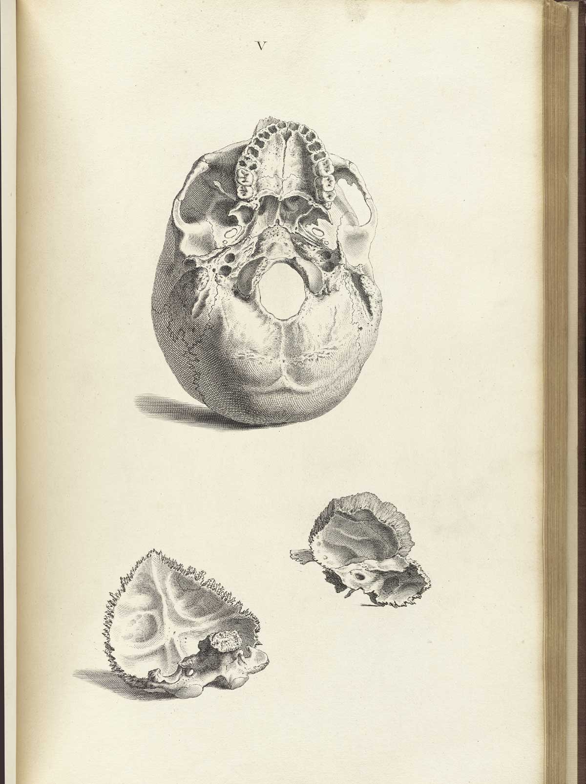 Engraving of a human skull viewed from the bottom with views of the occipital bone, foramen magnum and hard palate at the top of the image and two other bones beneath, from William Cheselden’s Osteographia, NLM Call no.: WZ 260 C499o 1733.