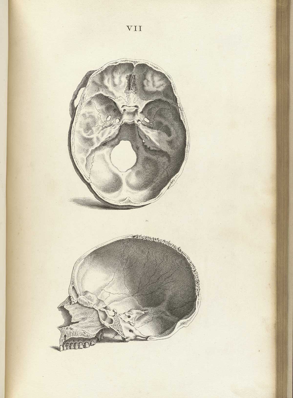 Engraving of two cross-sections of human skulls, the upper one a horizontal cross-section with an interior view of the bottom half of the skull with views of the occipital bone and foramen magnum, and the lower one a vertical cross-section with interior view of the sinus cavities, palate and neurocranium, from William Cheselden’s Osteographia, NLM Call no.: WZ 260 C499o 1733.