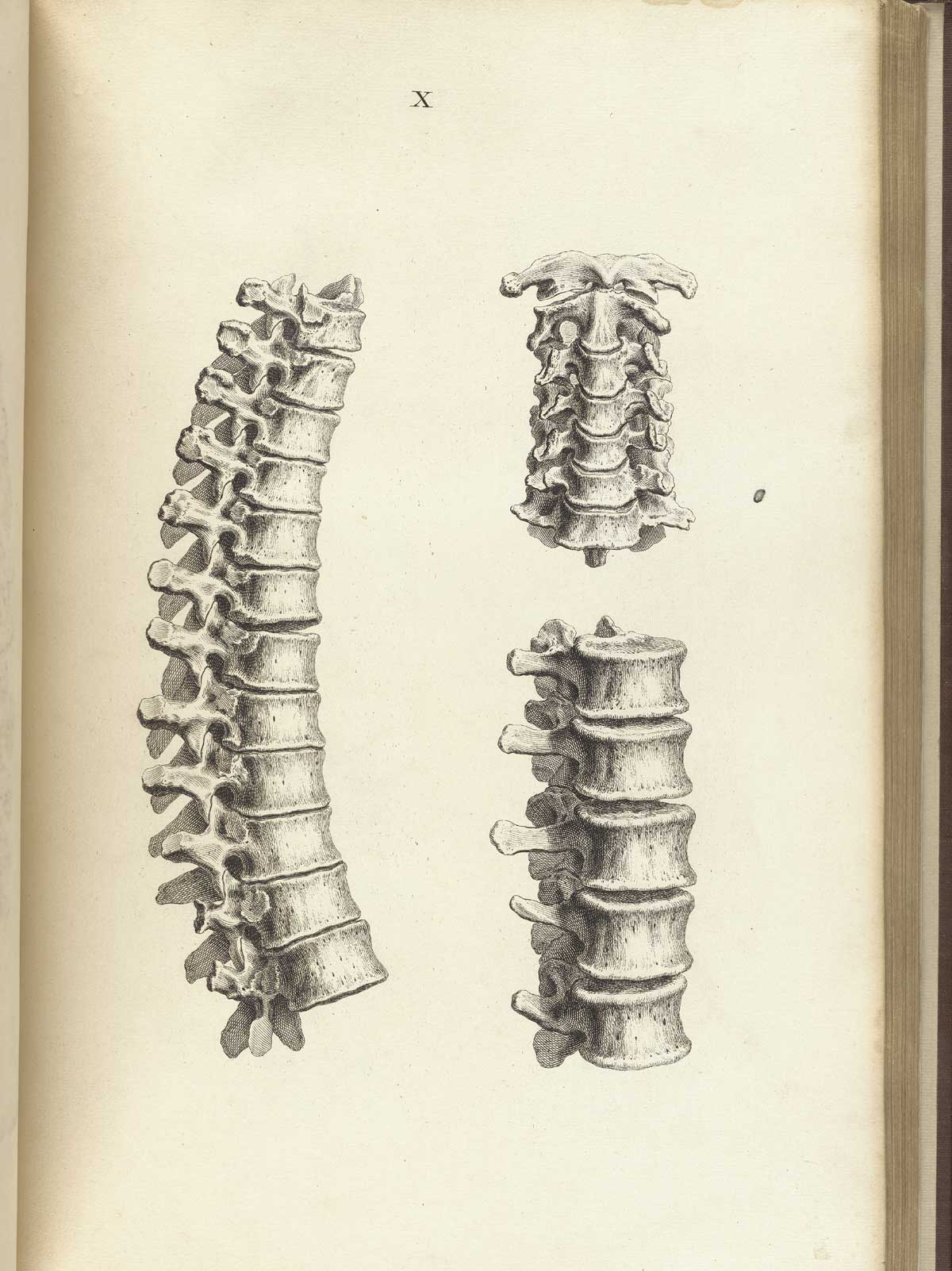 Engraving of three portions of the vertebral column: in the upper right are the seven cervical vertebrae, to the lower right the lumbar vertebrae, and along the left of the image the thoracic vertebrae, from William Cheselden’s Osteographia, NLM Call no.: WZ 260 C499o 1733.