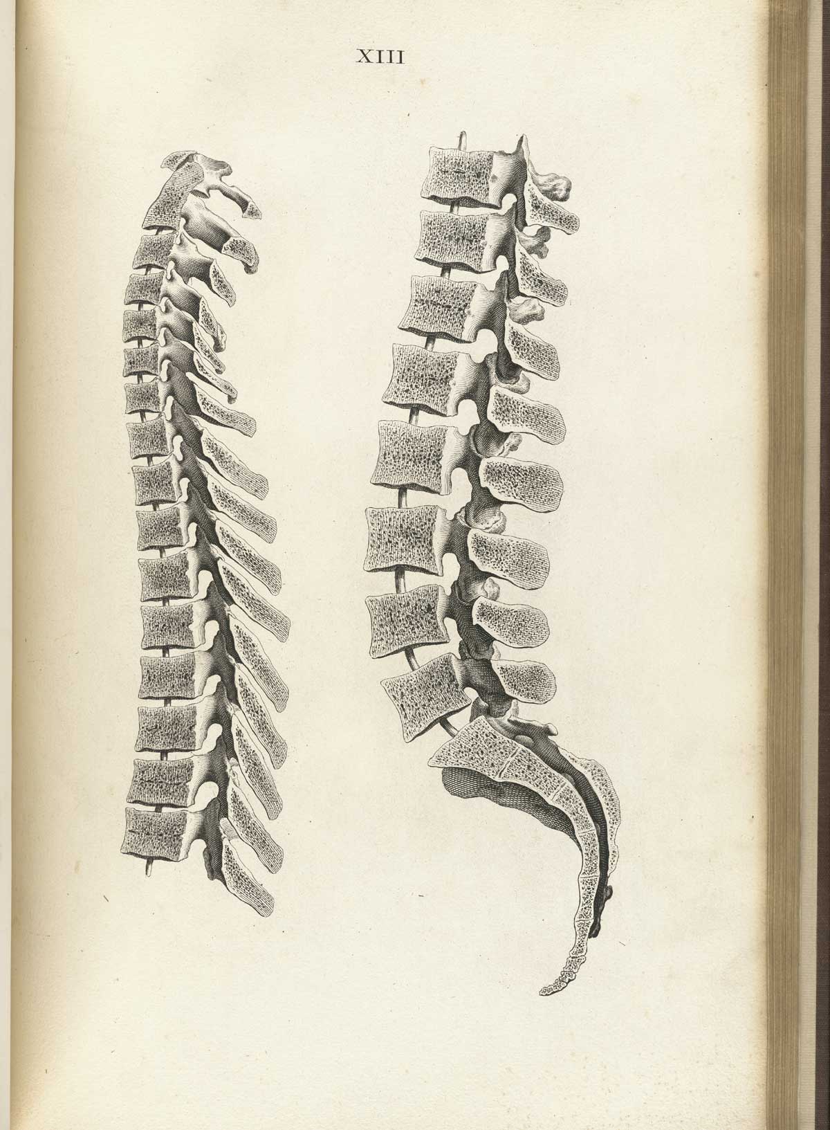 Engraving of cross-sections of the lumbar, sacral, and coccygeal vertebrae together on the right of the image and the thoracic and cervical vertebrae on the left, from William Cheselden’s Osteographia, NLM Call no.: WZ 260 C499o 1733.
