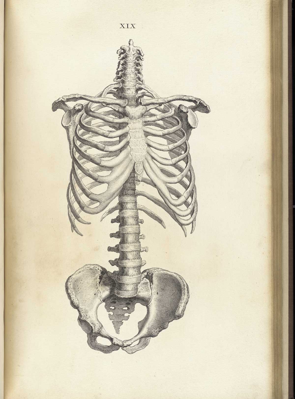 Engraving of the anterior view of the trunk of a skeleton, including rib cage, vertebral column and pelvis, from William Cheselden’s Osteographia, NLM Call no.: WZ 260 C499o 1733.