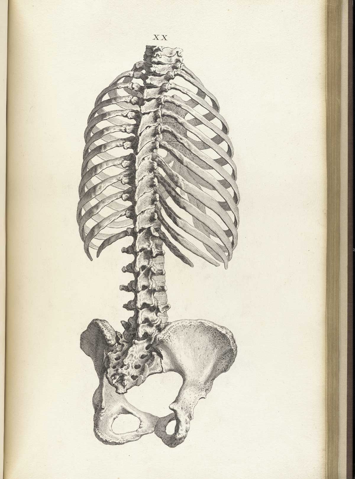 Engraving of the posterior view of the trunk of a skeleton, including rib cage, vertebral column and pelvis, from William Cheselden’s Osteographia, NLM Call no.: WZ 260 C499o 1733.