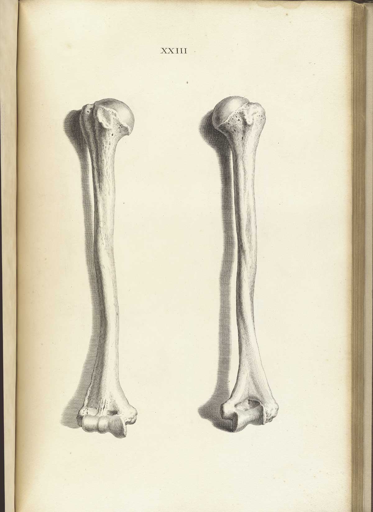 Engraving of two humerus bones standing vertically side by side, showing the anterior and posterior views, from William Cheselden’s Osteographia, NLM Call no.: WZ 260 C499o 1733.