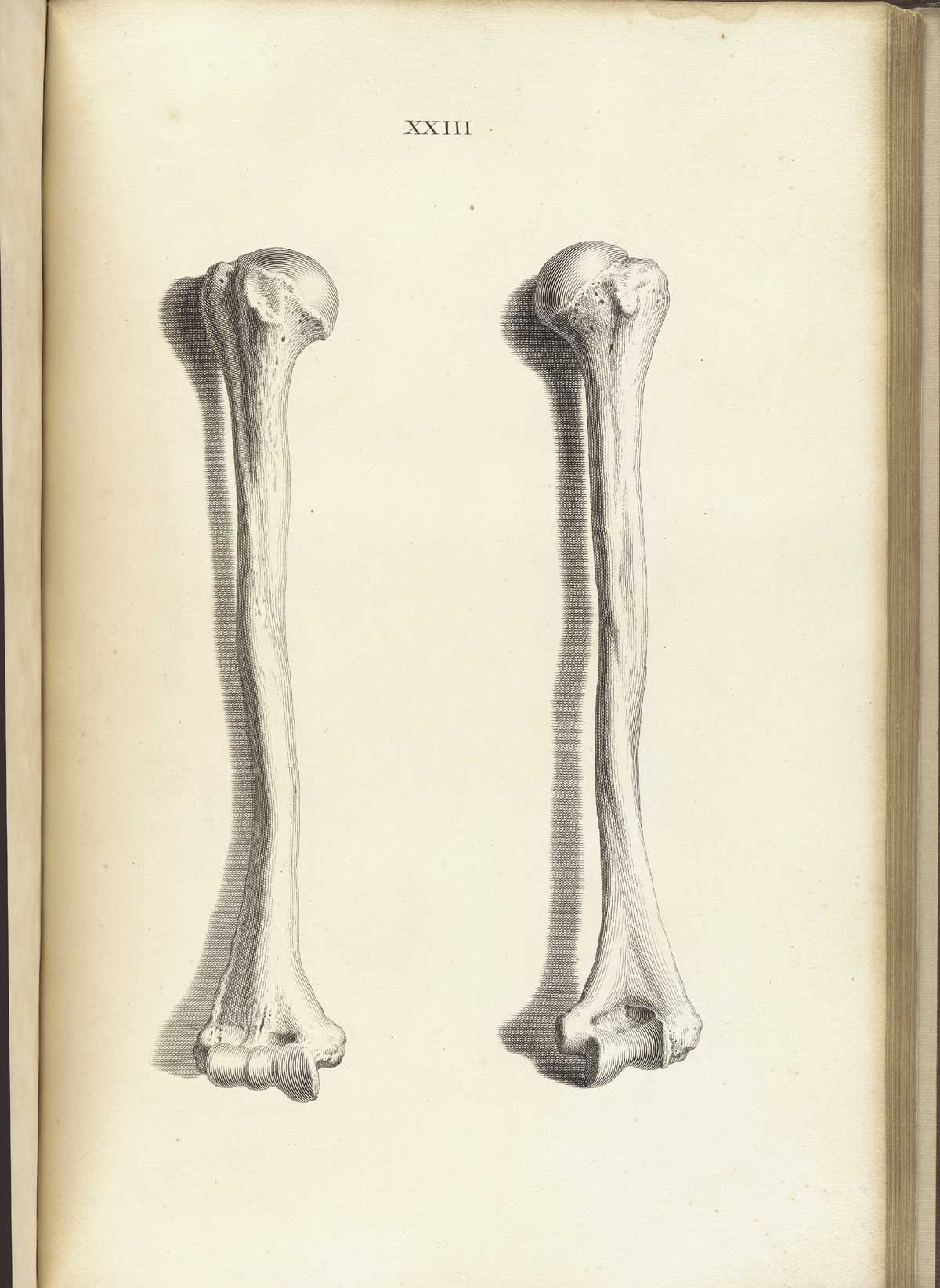 Historical Anatomies on the Web: William Cheselden Home