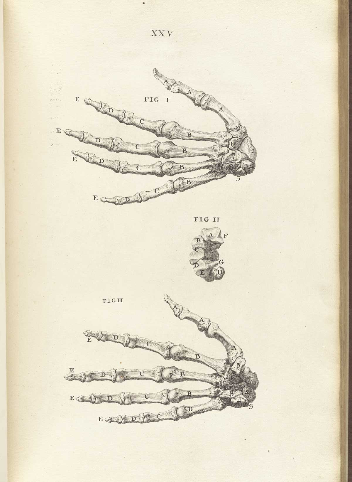 Engraving showing the internal (below) and external (above) views of the bones of the hands, from William Cheselden’s Osteographia, NLM Call no.: WZ 260 C499o 1733.