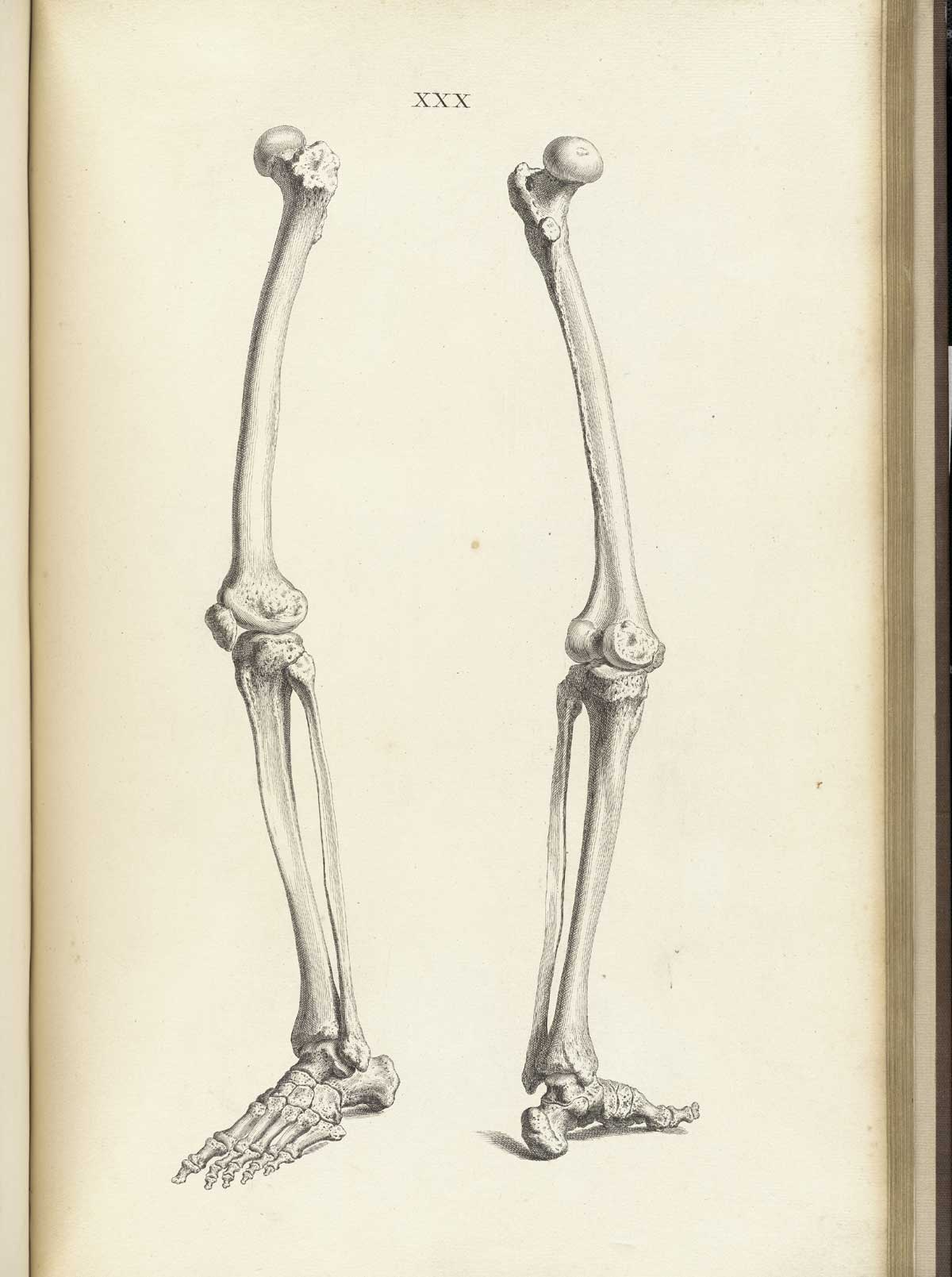 Engraving showing the bones of the lower limbs, left and right, including the tibias, femurs, patellas, and bones of the feet, from William Cheselden’s Osteographia, NLM Call no.: WZ 260 C499o 1733.