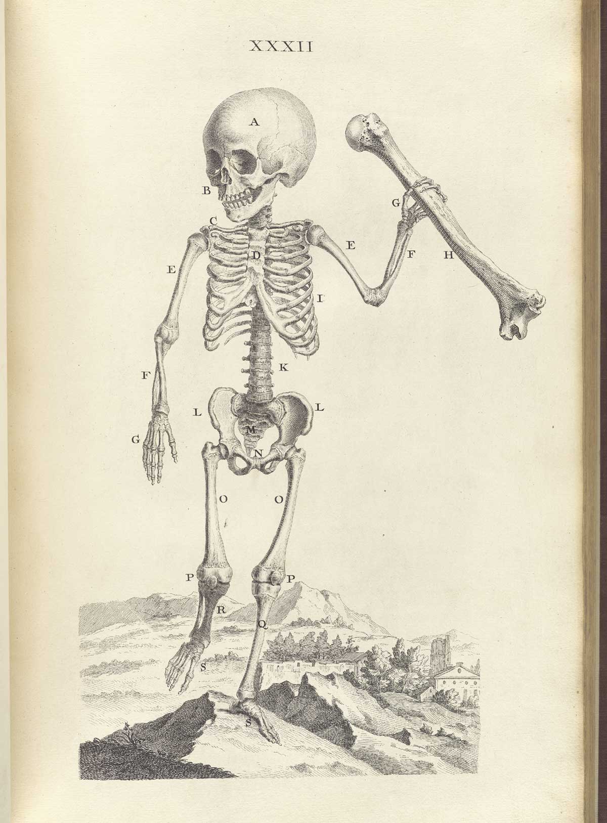 Engraving of a skeleton of a child one and a half years old standing in a pastoral setting with its left arm uplifted holding a thigh bone, from William Cheselden’s Osteographia, NLM Call no.: WZ 260 C499o 1733.