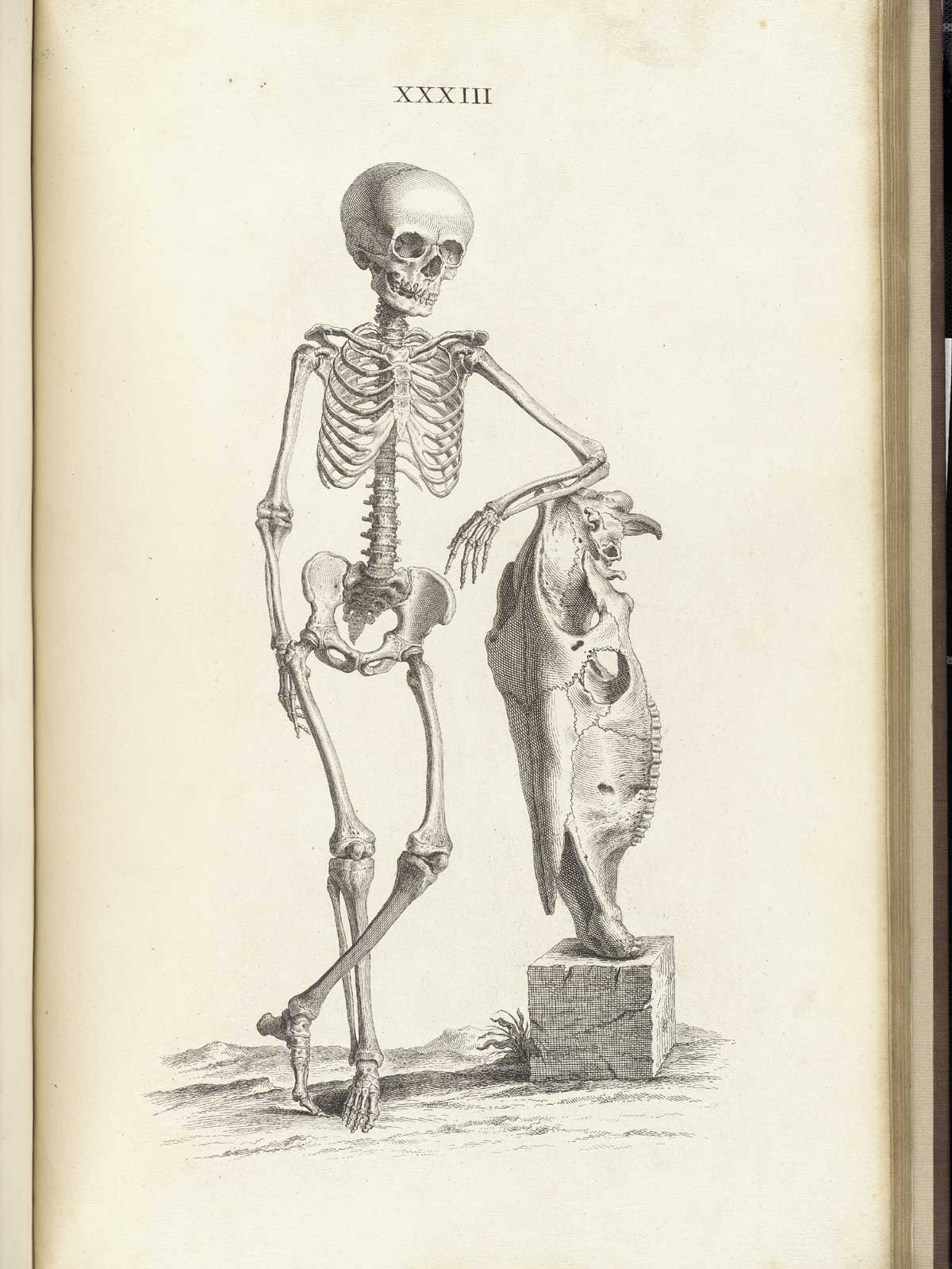 Engraving of standing skeleton of a boy about nine years old leaning up against the skull of a horse, which is posed upon a wooden block with the nose side down, from William Cheselden’s Osteographia, NLM Call no.: WZ 260 C499o 1733.