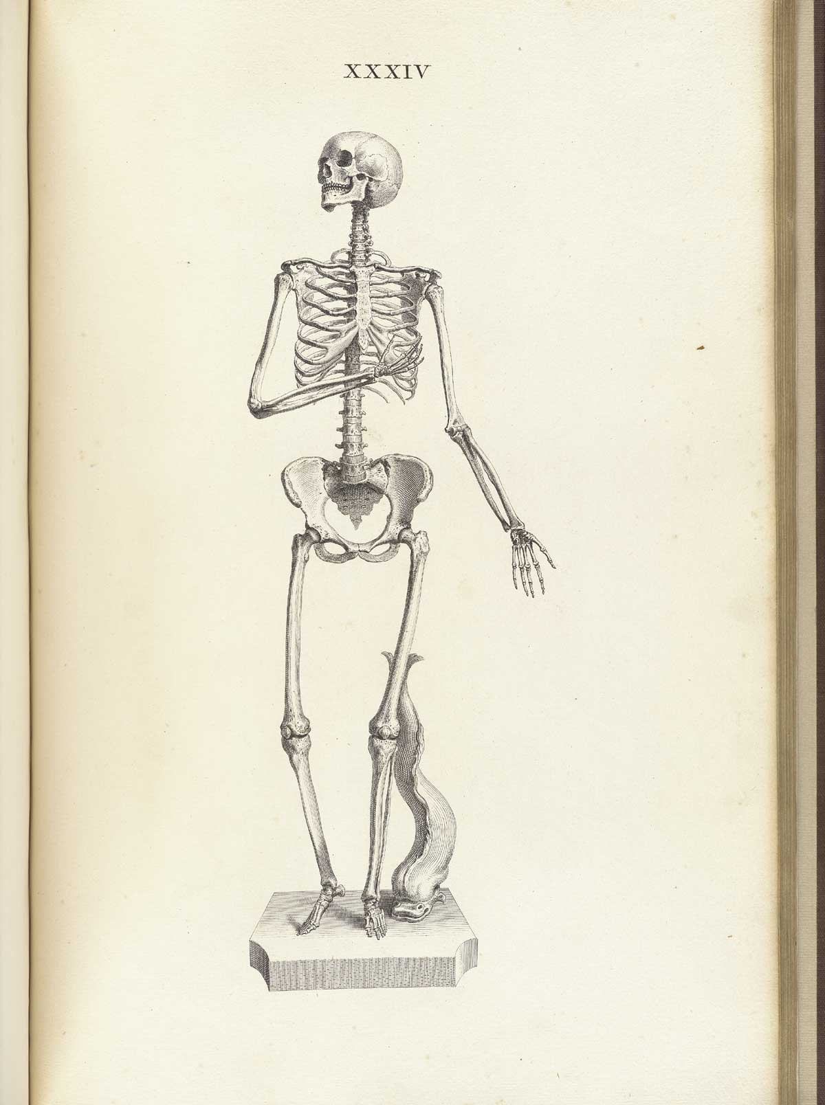 Engraving of a standing facing female skeleton with her right hand brought up to her “stomach” and left hand hanging near her hip, from William Cheselden’s Osteographia, NLM Call no.: WZ 260 C499o 1733.
