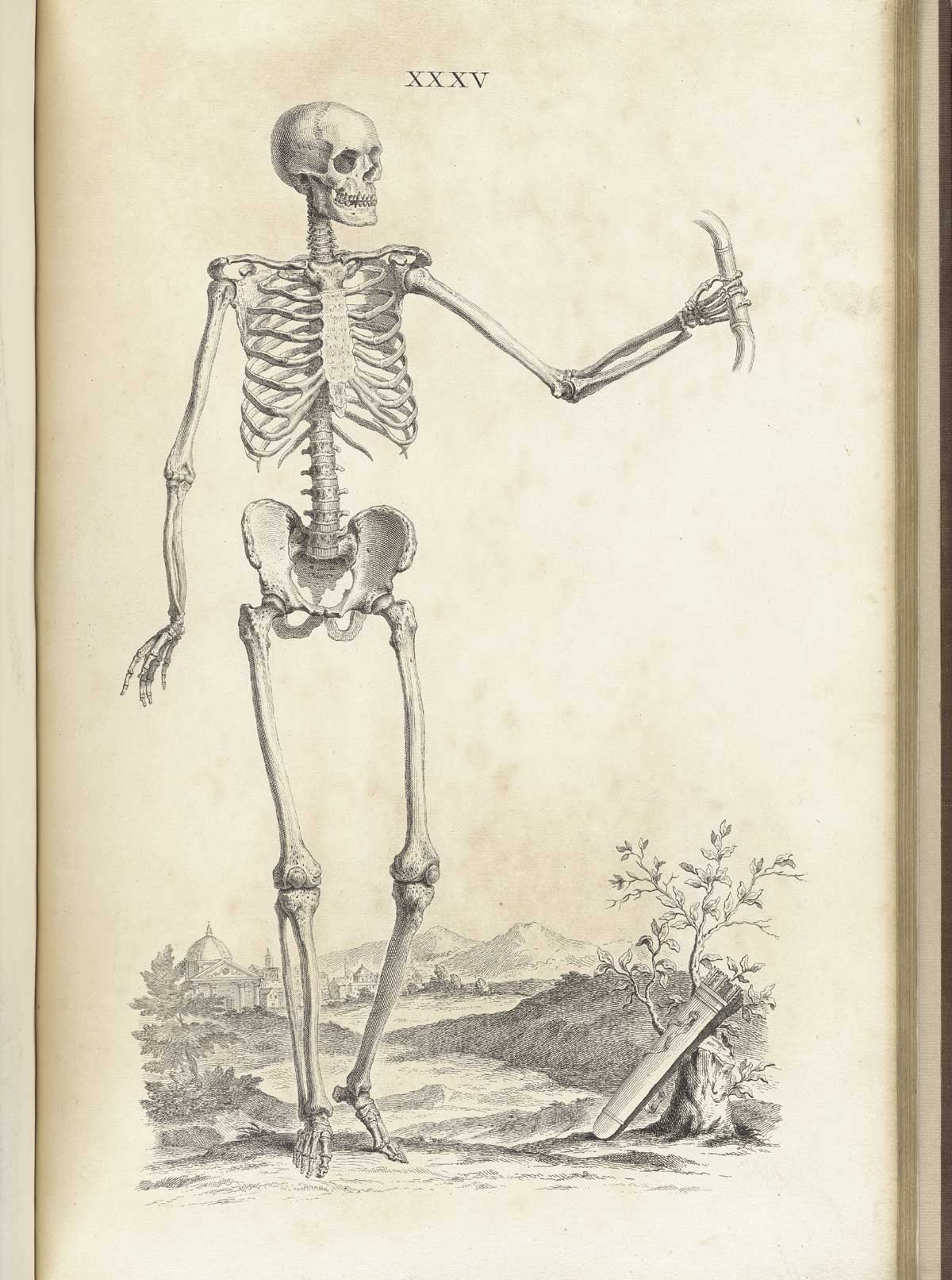 Engraving of a standing facing male skeleton in a pastoral setting with his left hand outstretched holding a bar and his right hand hanging near his hip, from William Cheselden’s Osteographia, NLM Call no.: WZ 260 C499o 1733.