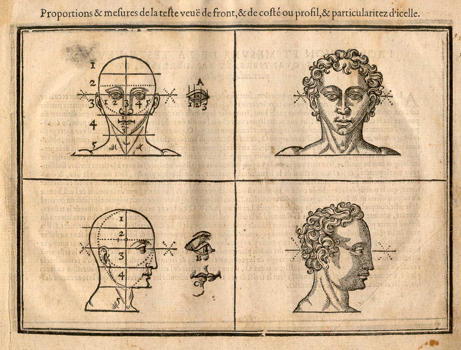 Woodcut illustration with four parts, showing two male heads facing the viewer in the top two quadrants with proportional lines and measurements applied to the one on the left, and at bottom two heads facing to the right with proportional lines and measurements applied to the one on the left, from Jehan Cousin’s Livre de pourtraiture, NLM Call no.: WZ 250 C8673L 1608.