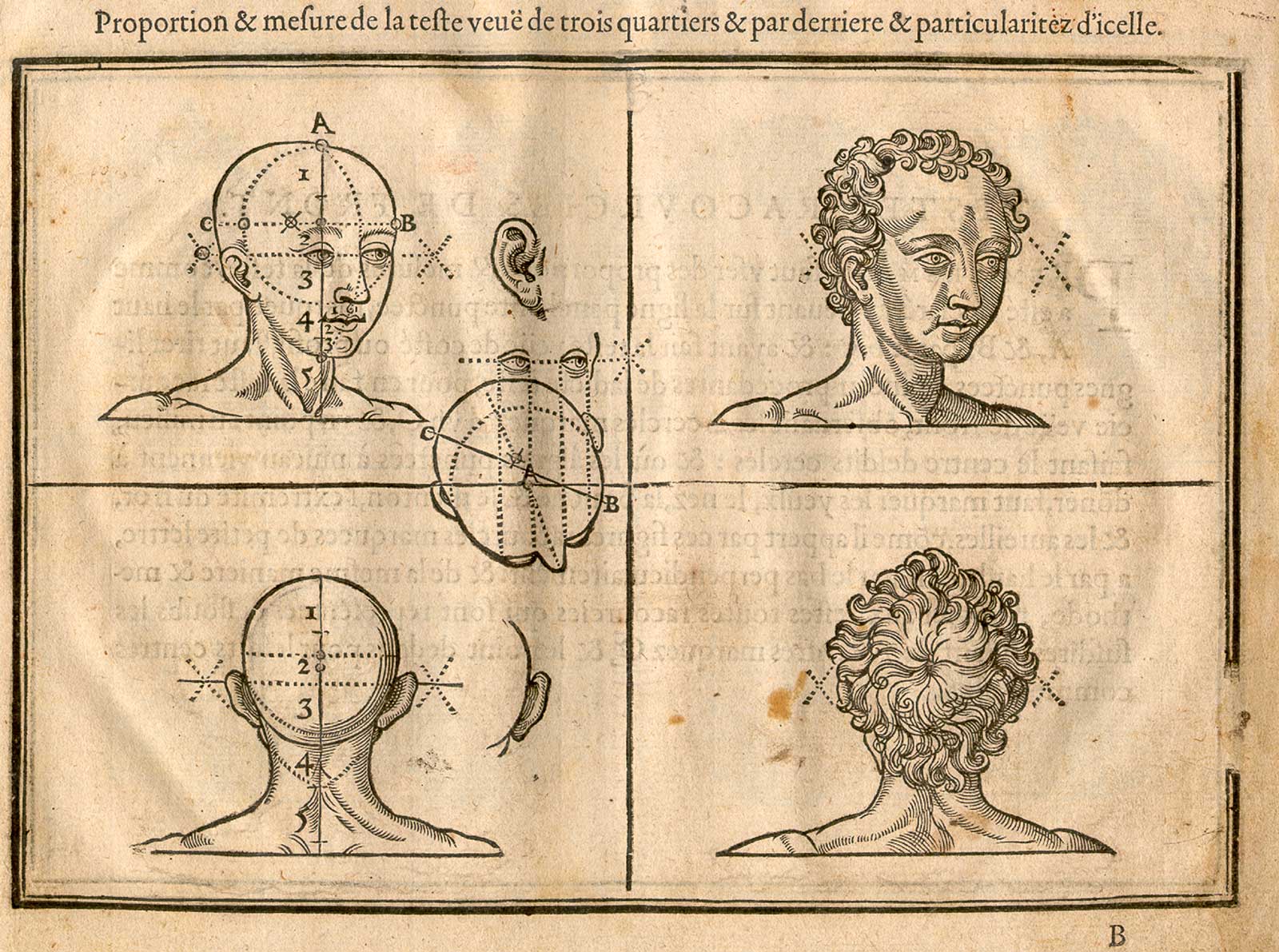 Woodcut illustration divided into four quadrants showing two male heads in the top two quadrants turned three quarters to the right with the one on the left showing proportional lines and measurements, and in the two lower quadrants two heads of the back of a man’s head with the one left showing proportional lines and measurements, from Jehan Cousin’s Livre de pourtraiture, NLM Call no.: WZ 250 C8673L 1608.