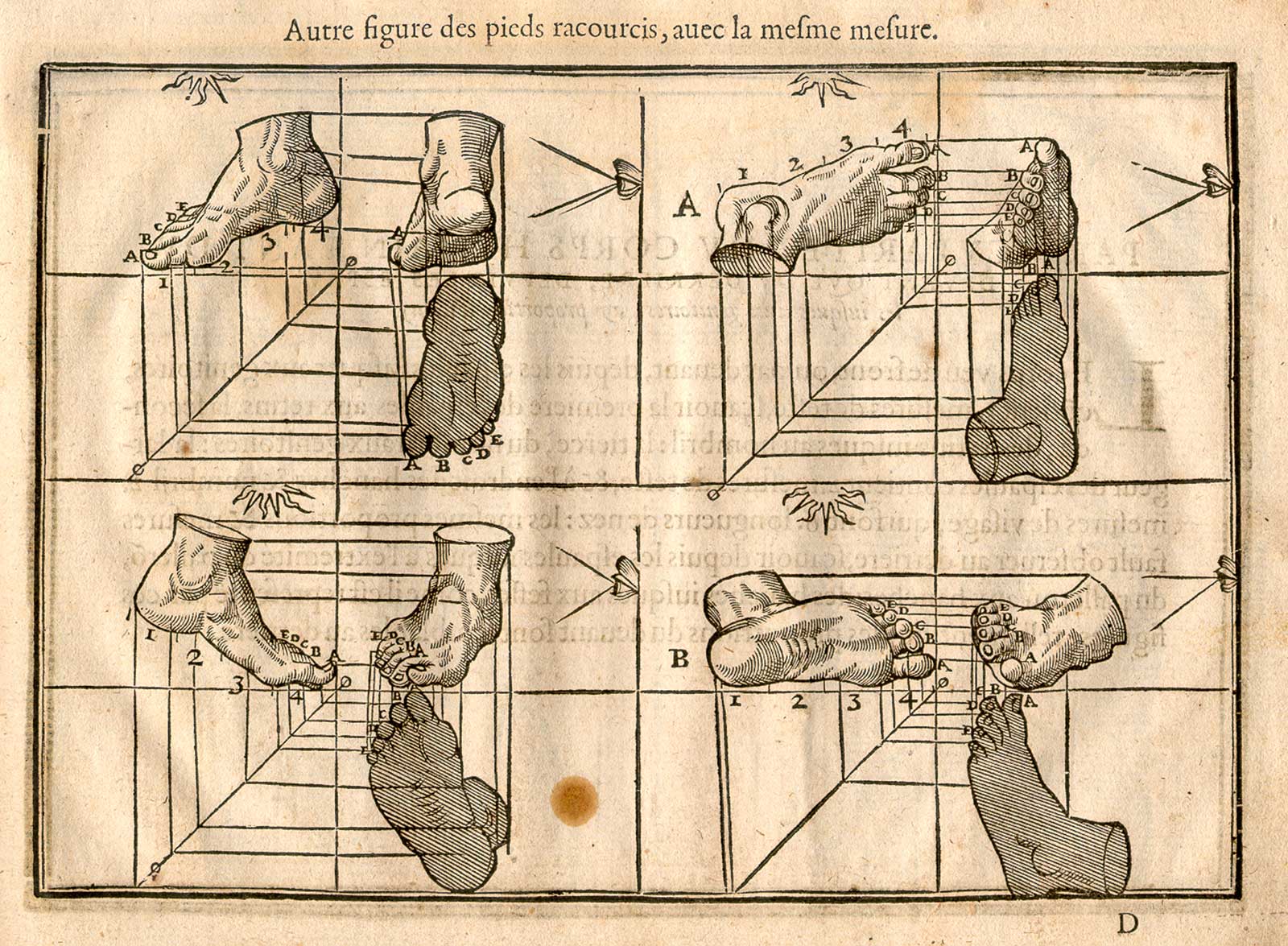 Woodcut illustration showing twelve different views of feet from many different angles, including several different side views with some proportional, from Jehan Cousin’s Livre de pourtraiture, NLM Call no.: WZ 250 C8673L 1608.