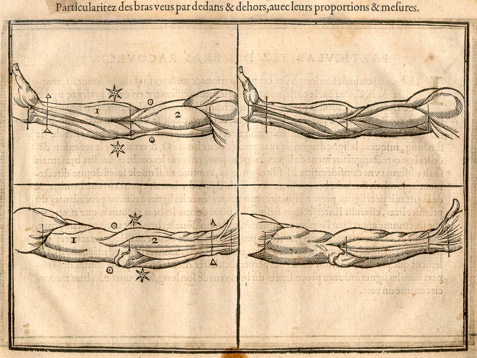 Woodcut illustration of four images of details of the musculature of the male arm, the upper two show the inside of an arm outstretched to the left, the lower two show the outside of an arm outstretched to the right, all with markers showing the length proportions of the parts, from Jehan Cousin’s Livre de pourtraiture, NLM Call no.: WZ 250 C8673L 1608.