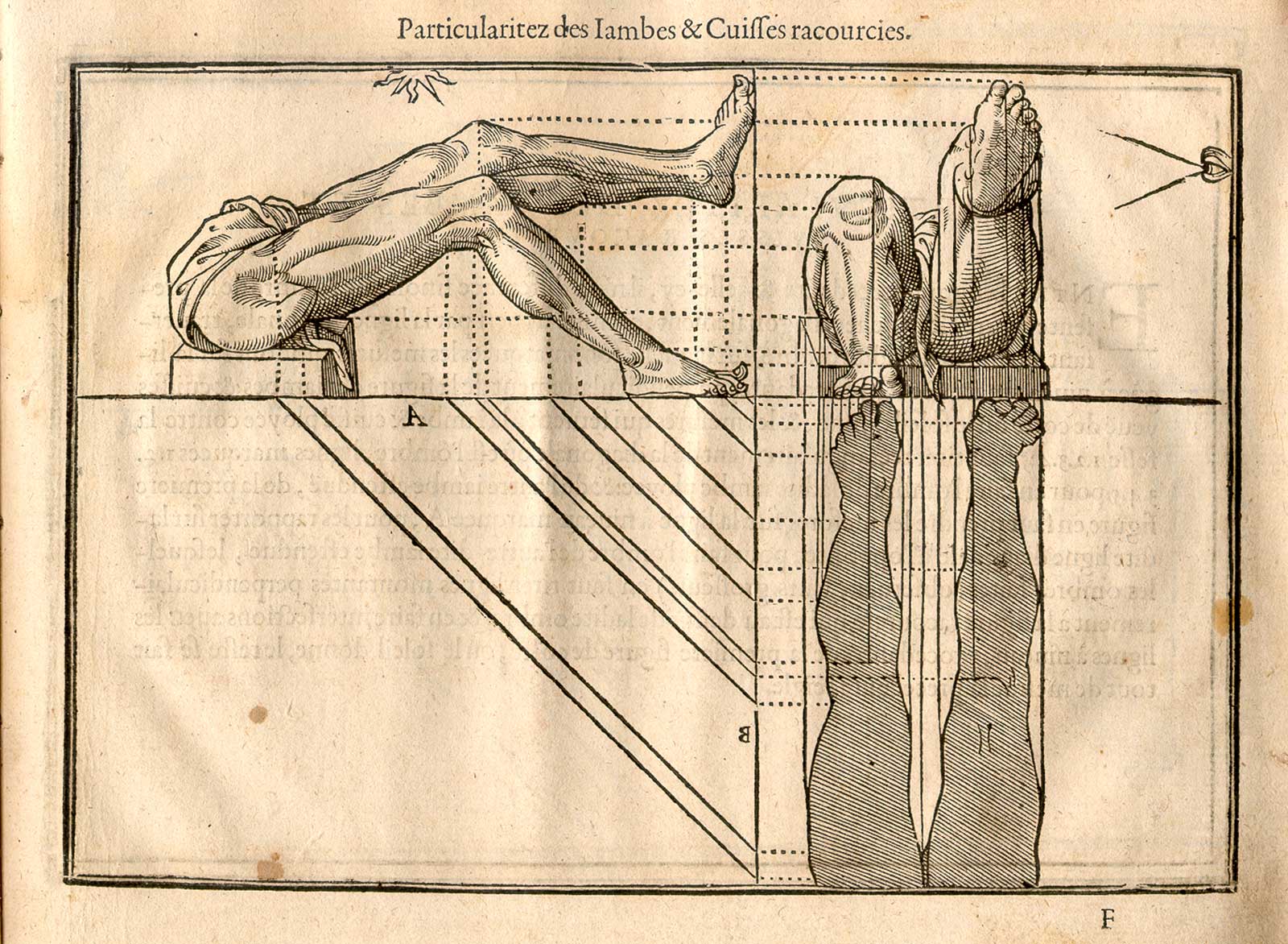Woodcut illustration of three images of the musculature of the legs with bent knees viewed from the side and above, with measured proportions of each shown, from Jehan Cousin’s Livre de pourtraiture, NLM Call no.: WZ 250 C8673L 1608.