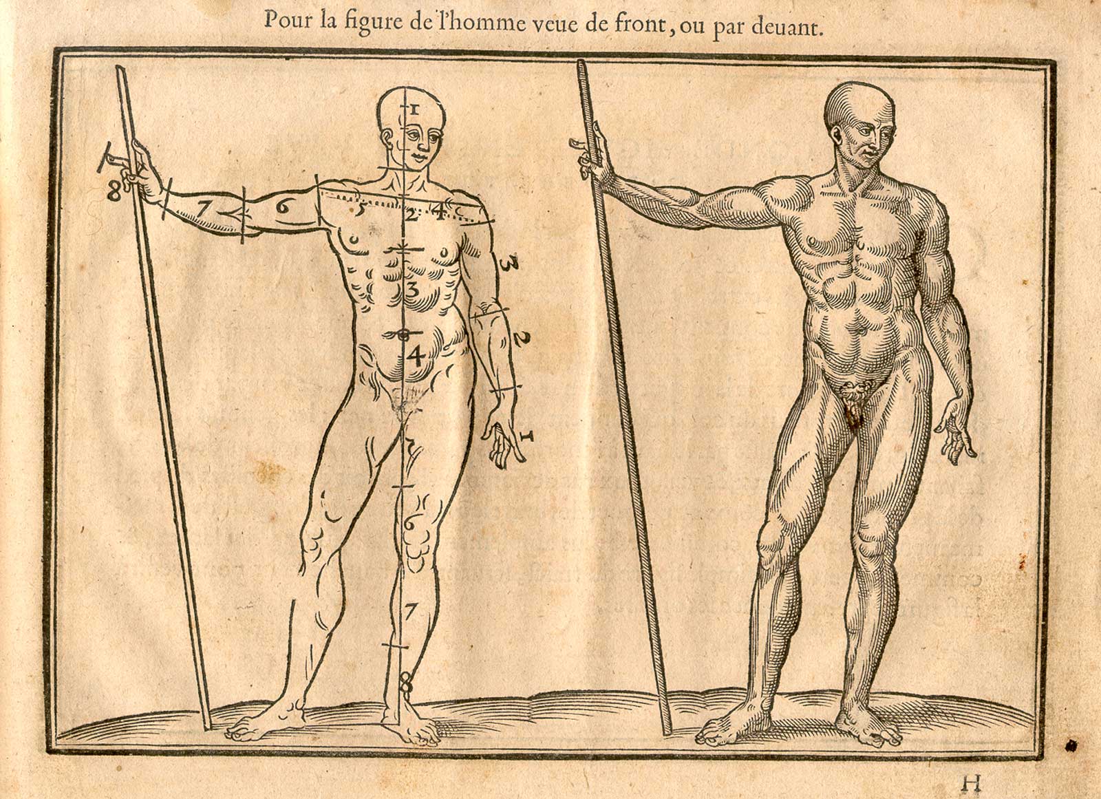 Woodcut illustration of two nude male anatomical figures viewed from the front, both images in identical poses facing to the right holding a staff in his right hand, with the left hand image showing the proportions of the figure measured out, from Jehan Cousin’s Livre de pourtraiture, NLM Call no.: WZ 250 C8673L 1608.
