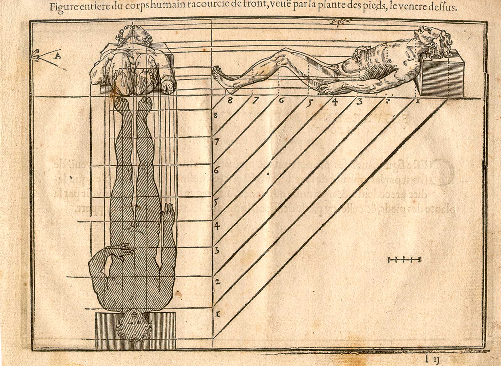 Woodcut illustration of two nude male anatomical figures lying down on their backs on a flat surface, viewed from the side and from the feet, both images in identical poses, both images showing the proportions of the figure measured out, from Jehan Cousin’s Livre de pourtraiture, NLM Call no.: WZ 250 C8673L 1608.