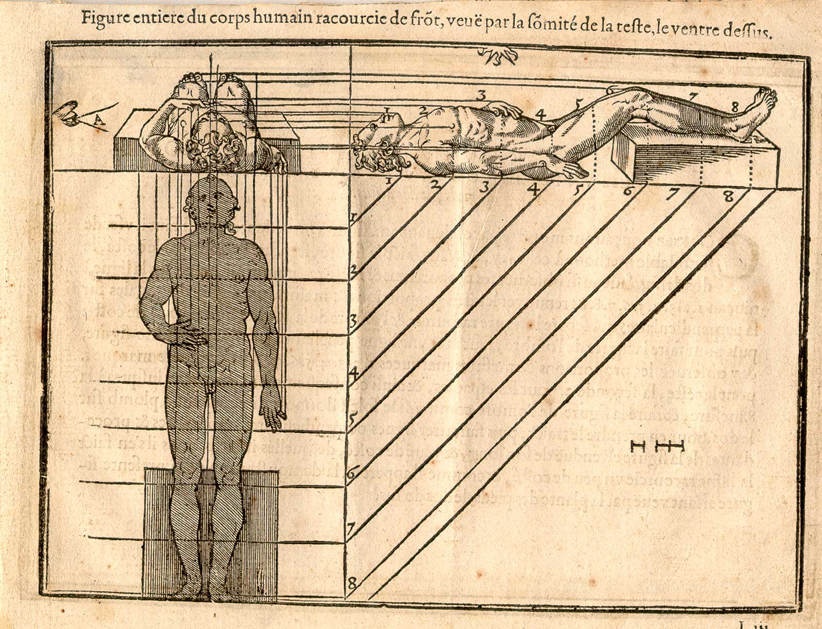 Woodcut illustration of two nude male anatomical figures lying down on their backs on a flat surface, viewed from the side and from the head, both images in identical poses, both images showing the proportions of the figure measured out, from Jehan Cousin’s Livre de pourtraiture, NLM Call no.: WZ 250 C8673L 1608.