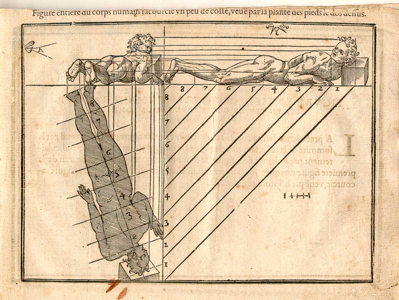Woodcut illustration of two nude male anatomical figures lying down on their stomachs on a flat surface, viewed from the side and from the feet, both images in identical poses, both images showing the proportions of the figure measured out, from Jehan Cousin’s Livre de pourtraiture, NLM Call no.: WZ 250 C8673L 1608.