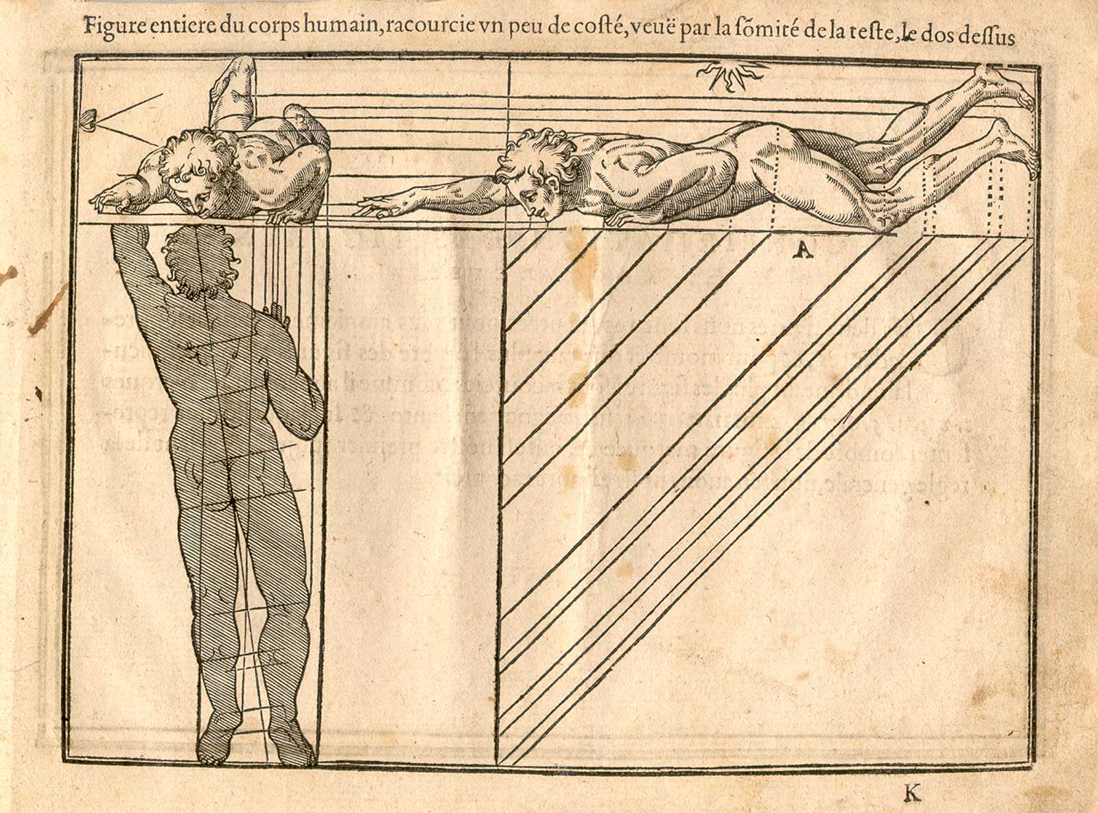 Woodcut illustration of two nude male anatomical figures lying down on their stomachs on a flat surface, viewed from the side and from the head, both images in identical poses, both images showing the proportions of the figure measured out, from Jehan Cousin’s Livre de pourtraiture, NLM Call no.: WZ 250 C8673L 1608.