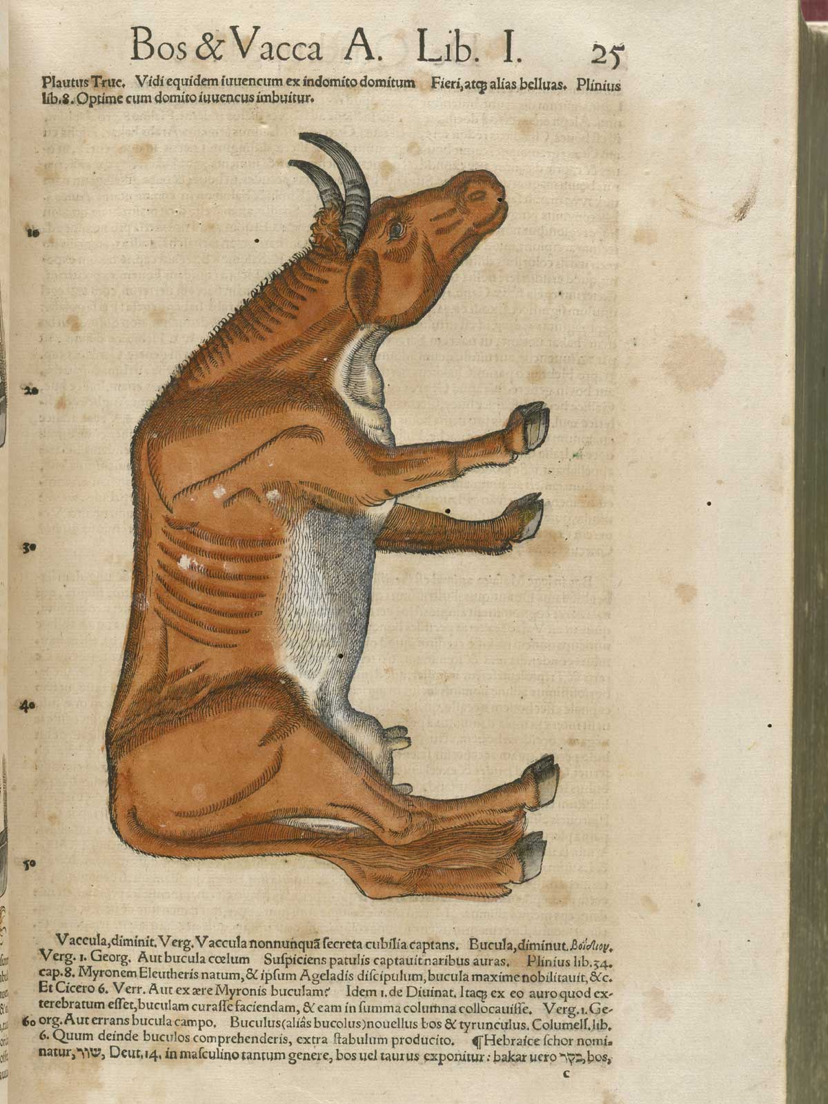 Page 25 from volume 1 of Conrad Gessner's Conradi Gesneri medici Tigurini Historiae animalium, featuring the colored woodcut of a cow.