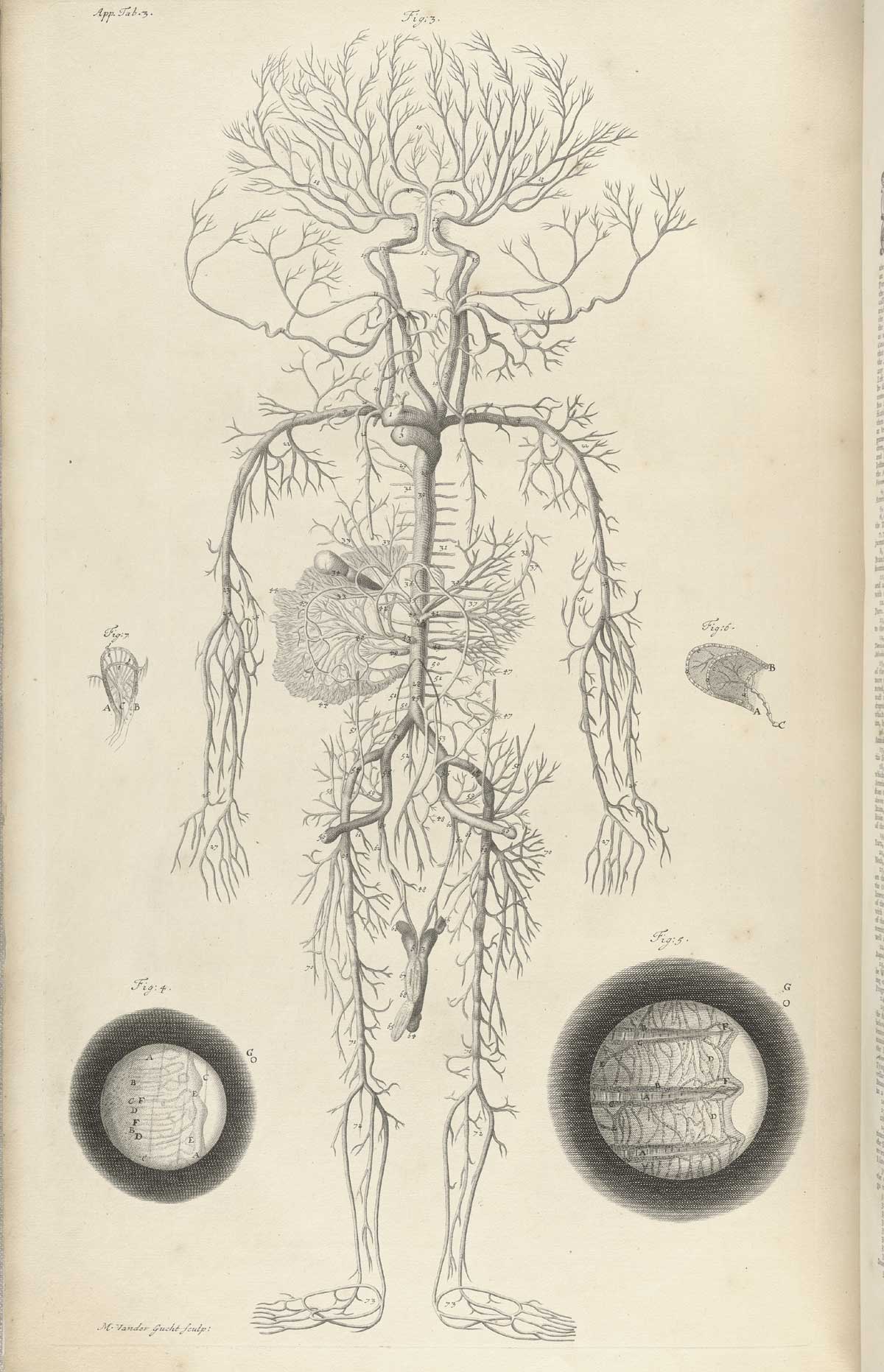 Engraving of a disembodied human vascular system, not including the heart, laid out on a white field, with the head at the top and feet at the bottom, with two detailed close ups in circles to the left and right of the figure, from William Cowper’s Anatomy of the humane bodies, NLM Call no.: WZ 250 C876a 1698.