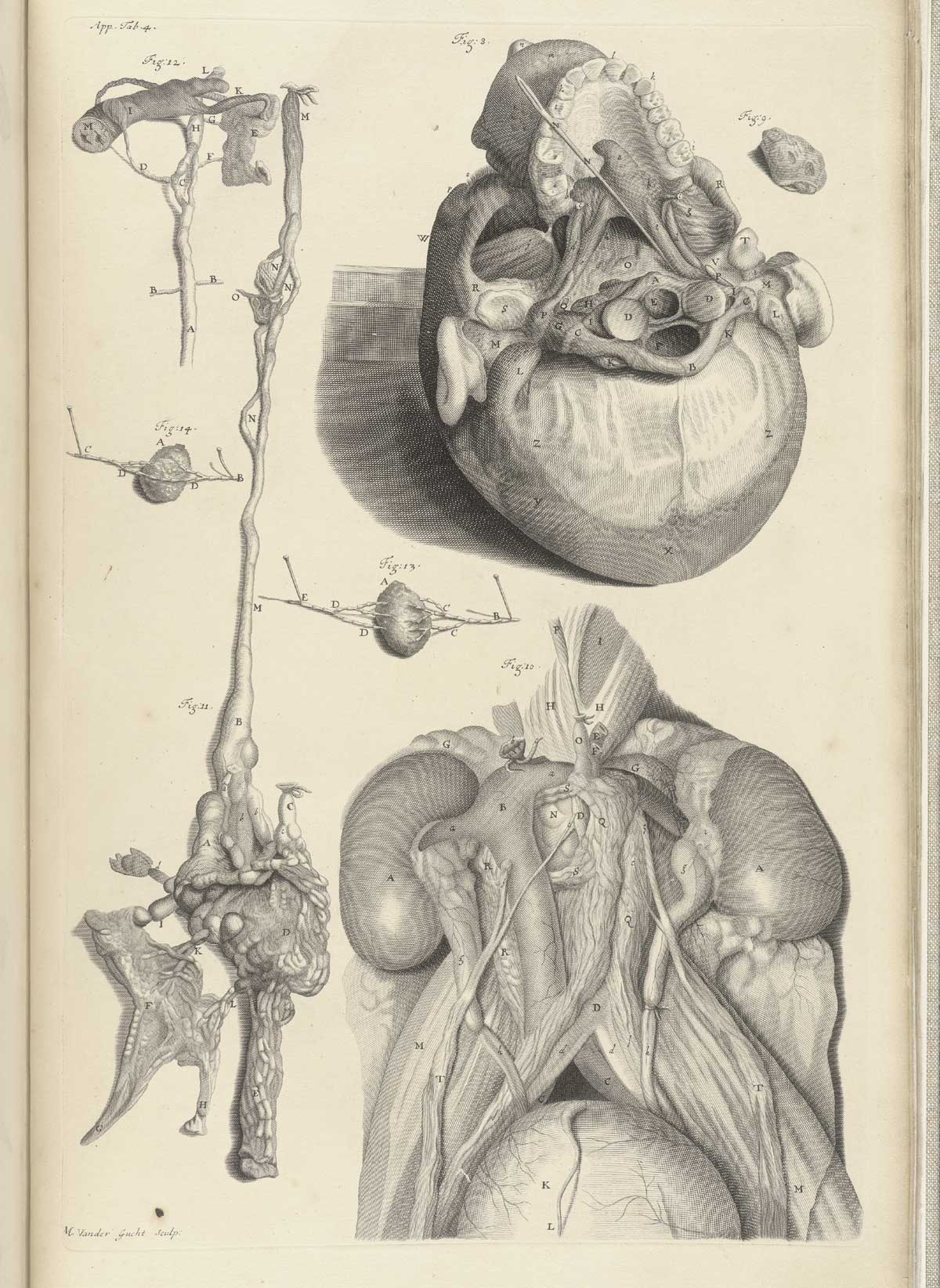 Engraving showing the vascular systems of the bottom of the head and the renal system; at top right is a view of a skull from below showing the entry points of the spinal cord and several arteries and veins as well as the hard palate; at bottom right is pictured the renal system with emphasis on the vascular system; along the left hand side of the page are the thoracic ducts which move chyle from the liver to the digestive system and some lymph nodes on either side; from William Cowper’s Anatomy of the humane bodies, NLM Call no.: WZ 250 C876a 1698.