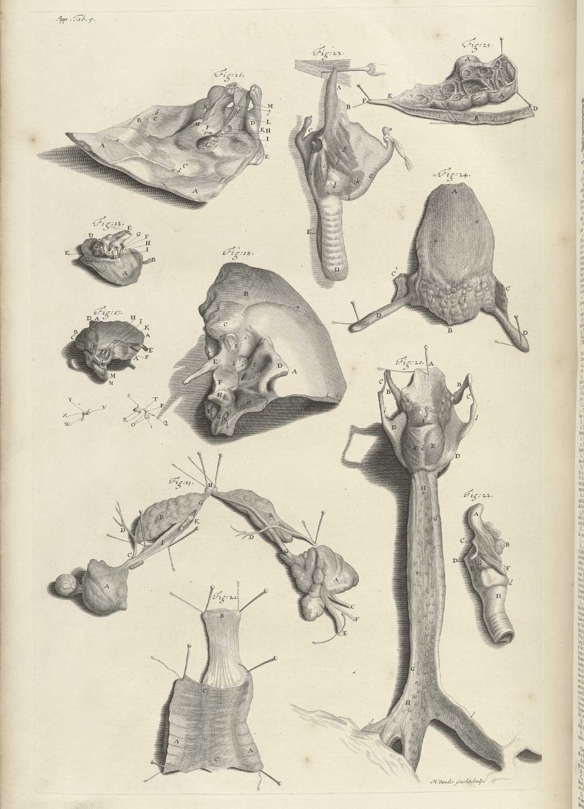 Engraving showing 12 figures of dissections of the organs of speech and of hearing; the four figures in the upper left corner are the bones and structures of the ear and the temporal bone of the skull; at the bottom of the page and at the center of the top of the page are the organs of speech, including the larynx, windpipe, and even the salivary glands; from William Cowper’s Anatomy of the humane bodies, NLM Call no.: WZ 250 C876a 1698.