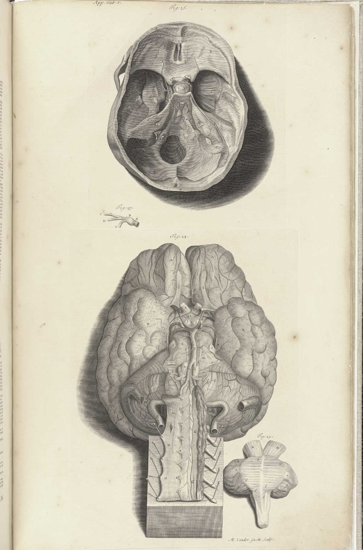 Engraving of the interior of the bottom of the skull showing the foramen magnum at the top of the page, with the brain at the bottom of the page viewed from below with the spinal cord extending down, pinned down to a board, and with a part of the cerebellum sitting to the bottom right; from William Cowper’s Anatomy of the humane bodies, NLM Call no.: WZ 250 C876a 1698.