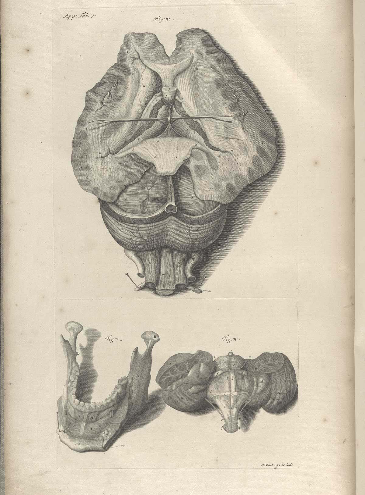 Engraving of the brain lying on its base with the top up facing the viewer with the lobes of the cerebellum spread open, all at the top of the page; at the bottom of the page at the left is the mandible with teeth; and at lower right a portion of the cerebellum; from William Cowper’s Anatomy of the humane bodies, NLM Call no.: WZ 250 C876a 1698.