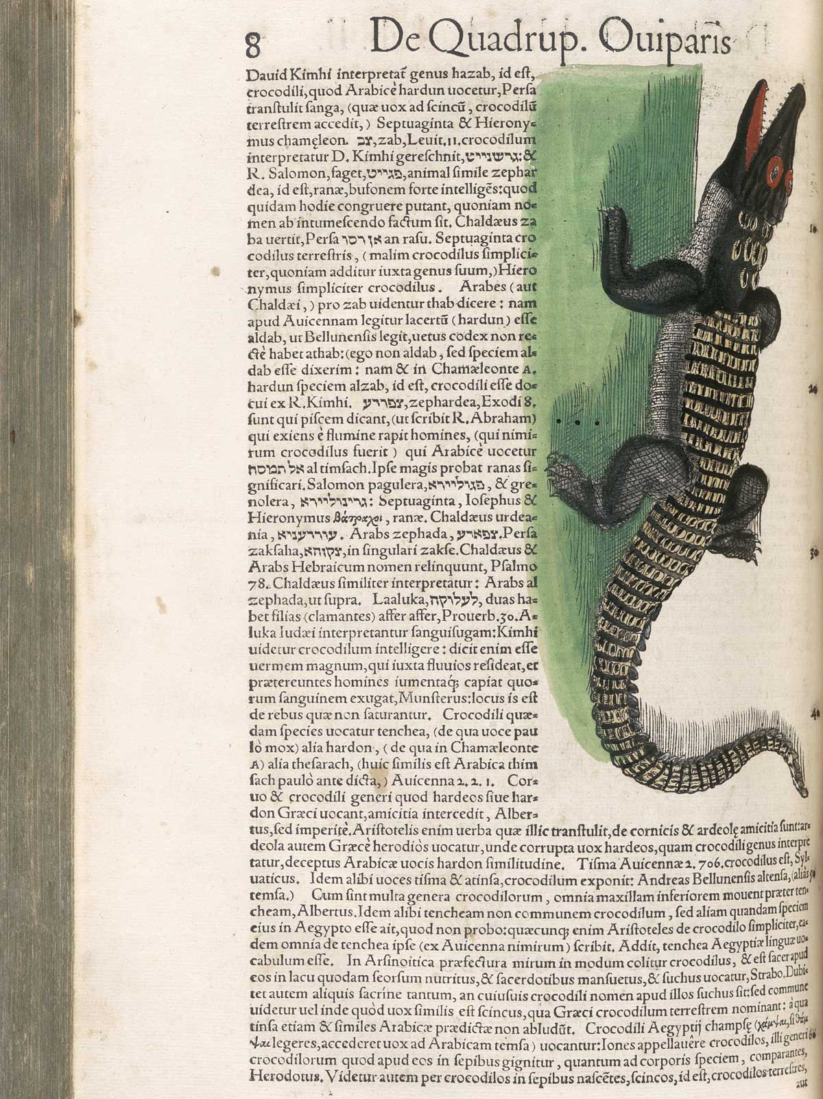 Page 8 from volume 2 of Conrad Gessner's Conradi Gesneri medici Tigurini Historiae animalium, featuring the colored woodcut of a crocodile.