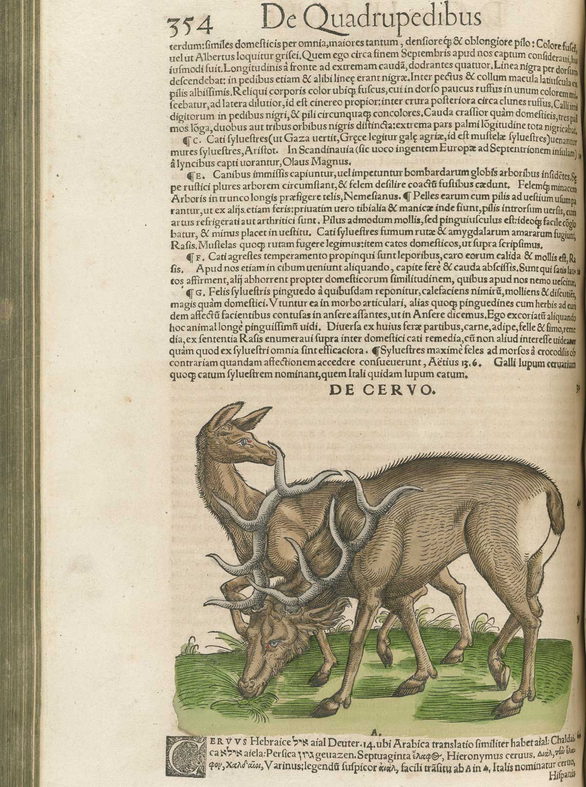 Page 354 from volume 1 of Conrad Gessner's Conradi Gesneri medici Tigurini Historiae animalium, featuring the colored woodcut of de cervo or a male and female deer.