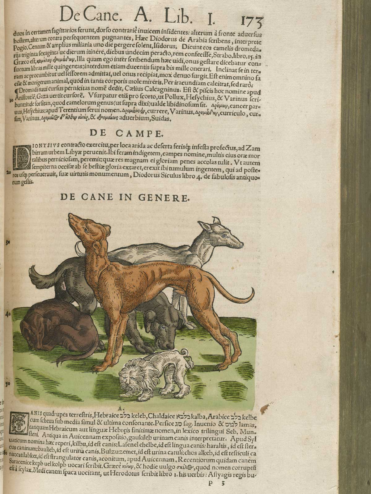 Page 173 from volume 1 of Conrad Gessner's Conradi Gesneri medici Tigurini Historiae animalium, featuring the colored woodcut of five dogs.
