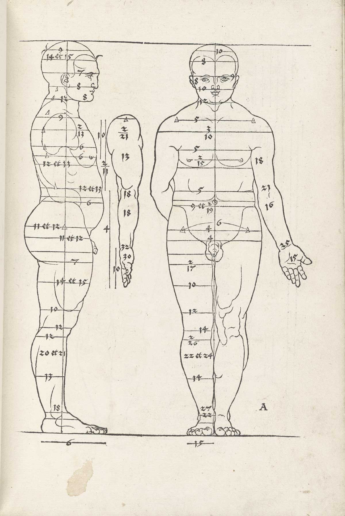 Woodcut image of two standing nude male figures, the one on the right facing the viewer and the one on the left in profile facing to the right, both with horizontal lines cutting across the figures showing proportions, for instance from the bottom of the chin to the top of the shoulder, from Albrecht Dürer’s Vier Bücher von menschlicher Proportion, NLM Call no. WZ 240 D853v 1528.