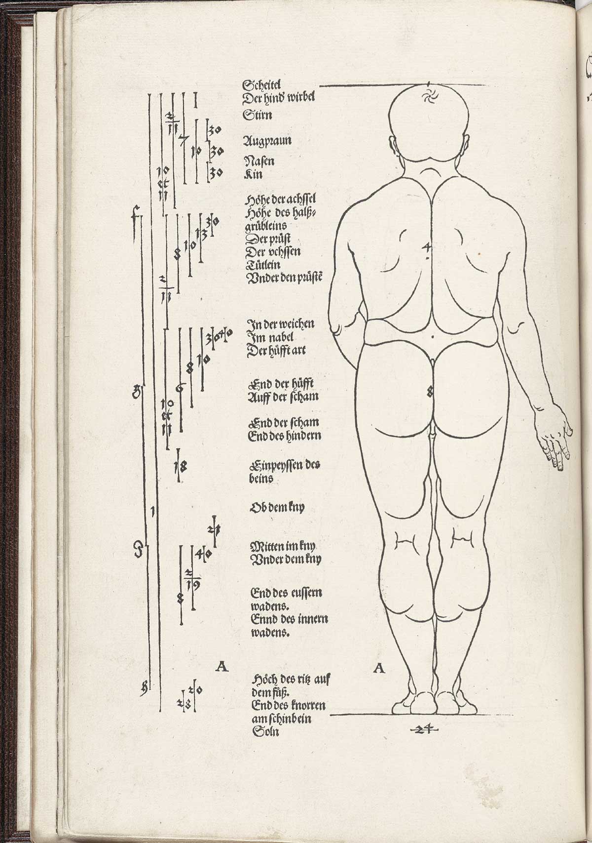 Woodcut image of a standing nude male figure, with back to the viewer with horizontal lines cutting across the figures showing proportions, for instance fromm the bottom of the chin to the top of the shoulder, from Albrecht Dürer’s Vier Bücher von menschlicher Proportion, NLM Call no. WZ 240 D853v 1528.
