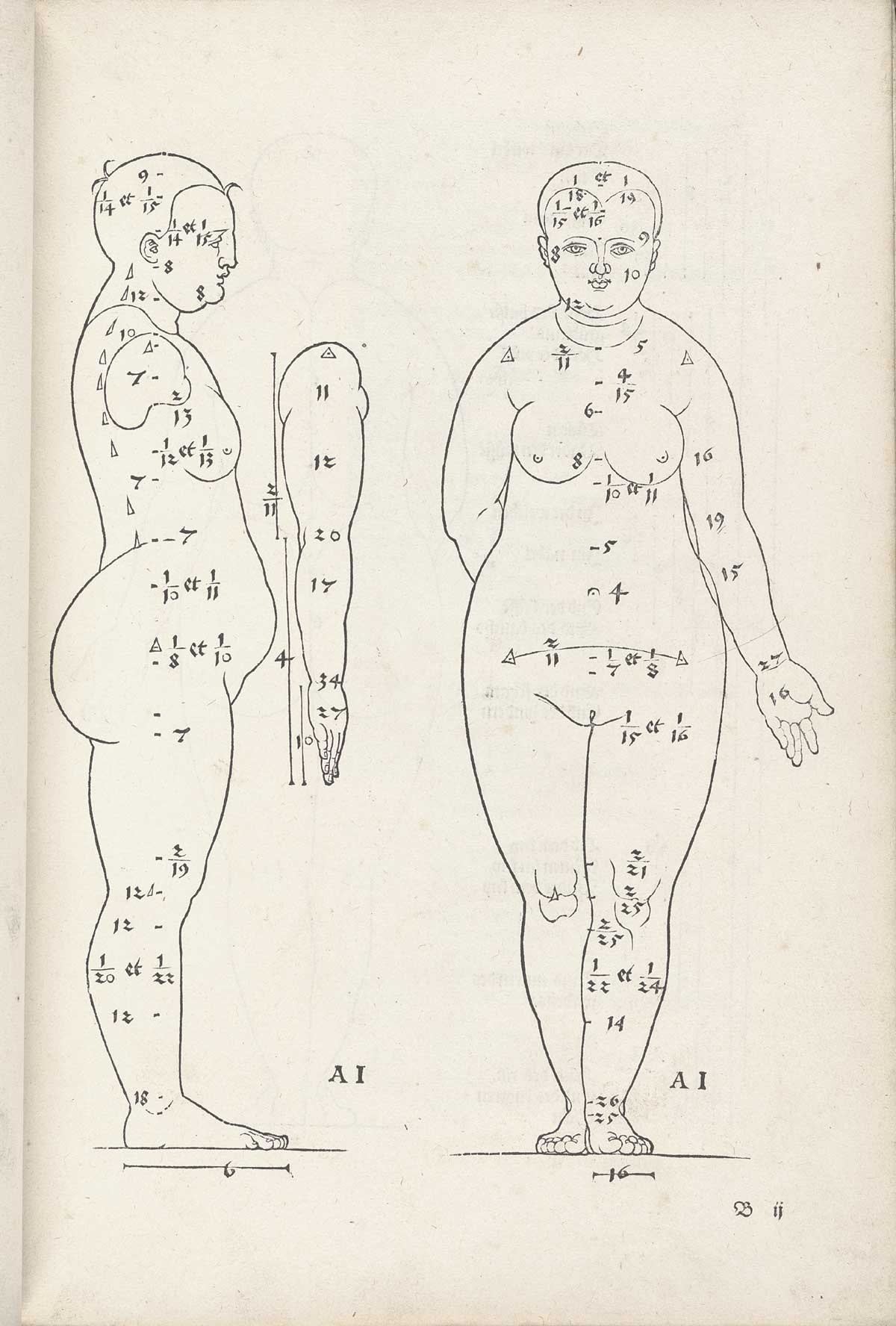 Woodcut image of two standing nude female figures, the one on the right facing the viewer and the one on the left in profile facing to the right, both with index letters showing proportions, for instance from the bottom of the chin to the top of the shoulder, from Albrecht Dürer’s Vier Bücher von menschlicher Proportion, NLM Call no. WZ 240 D853v 1528.
