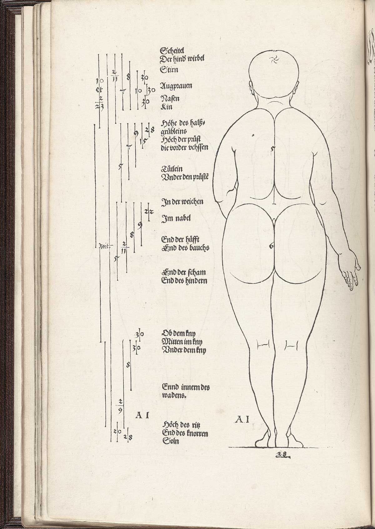 Woodcut image of a standing nude female figure with her back to the viewer, with index letters showing proportions, for instance from the bottom of the chin to the top of the shoulder, from Albrecht Dürer’s Vier Bücher von menschlicher Proportion, NLM Call no. WZ 240 D853v 1528.
