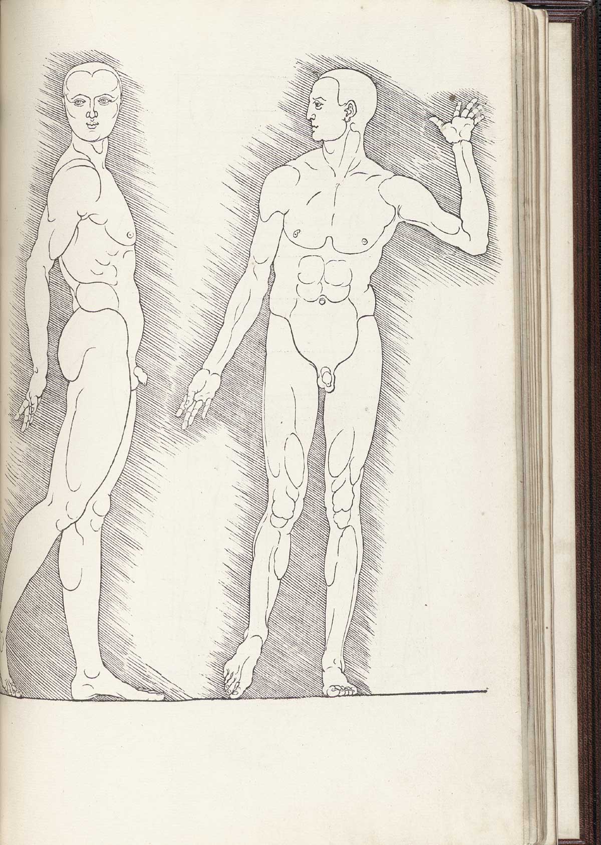 Woodcut image of two thin walking nude male figures, the one on the right with body facing the viewer but looking to the left and the one on the left in profile walking to the right but facing the viewer, both with diagonal background hatching around the perimeter, from Albrecht Dürer’s Vier Bücher von menschlicher Proportion, NLM Call no. WZ 240 D853v 1528.